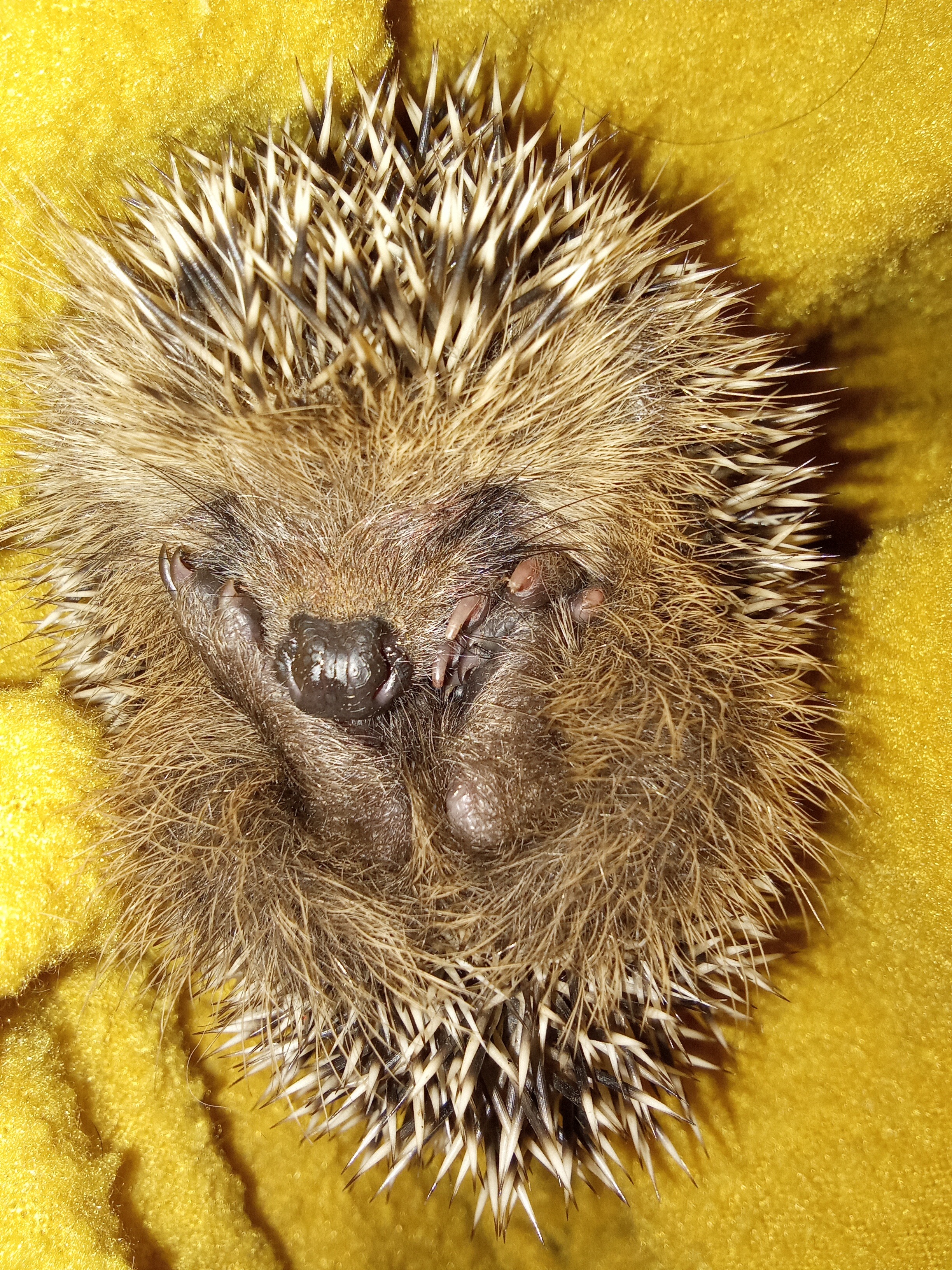 Gründung einer offiziellen Wildtierstation campaign photo, 6 of 8