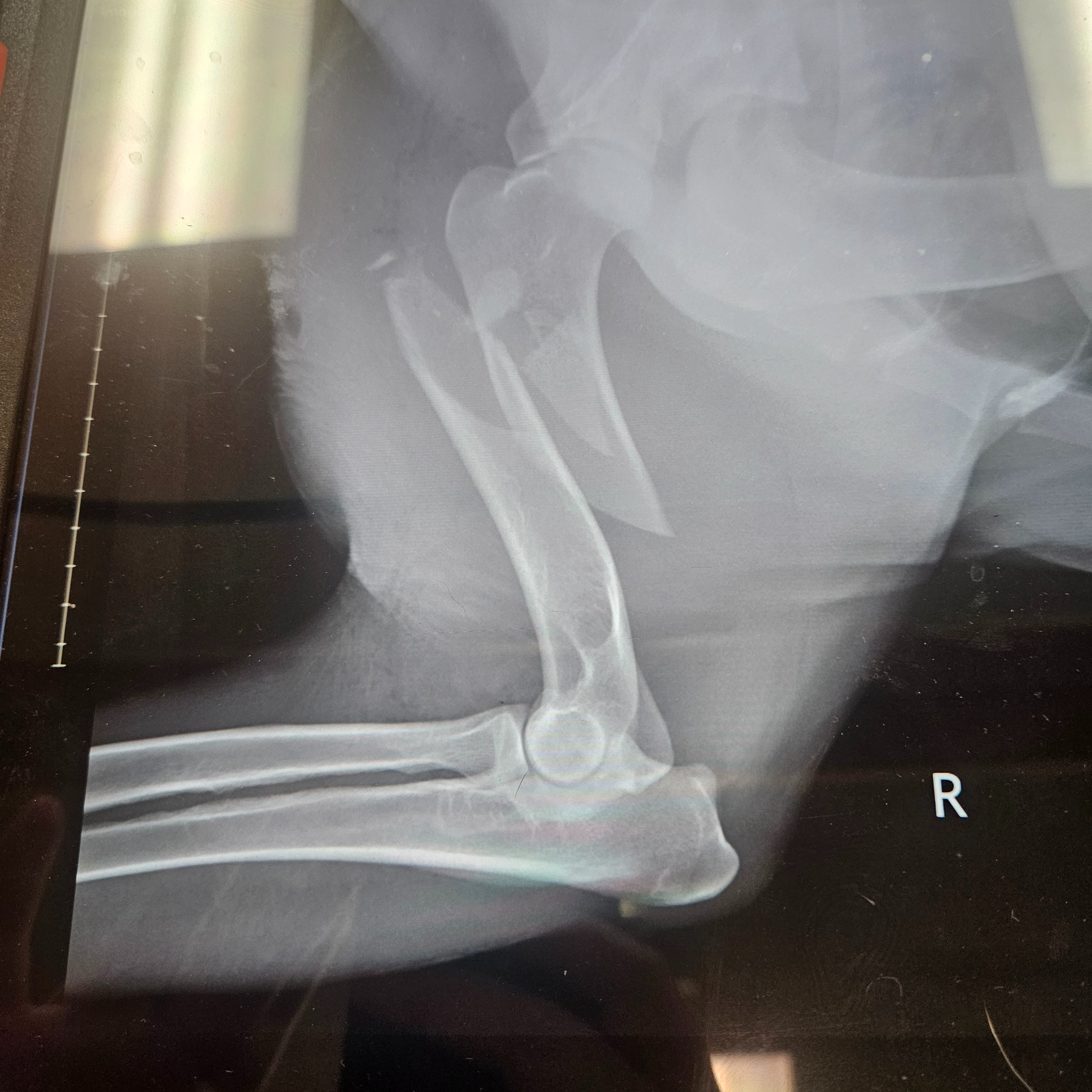 Help Milo Get the Surgery He Needs campaign photo, 2 of 6