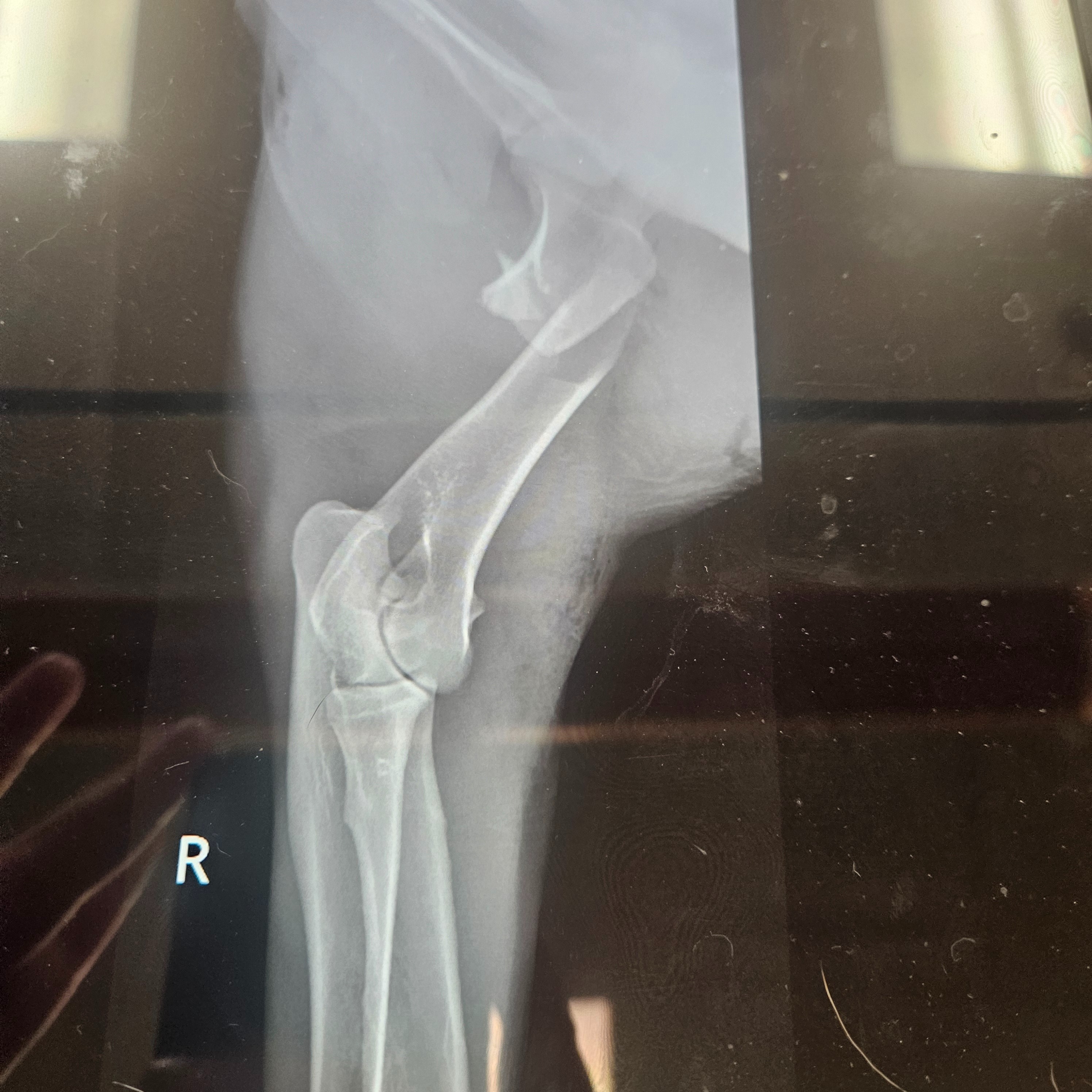 Help Milo Get the Surgery He Needs campaign photo, 4 of 6