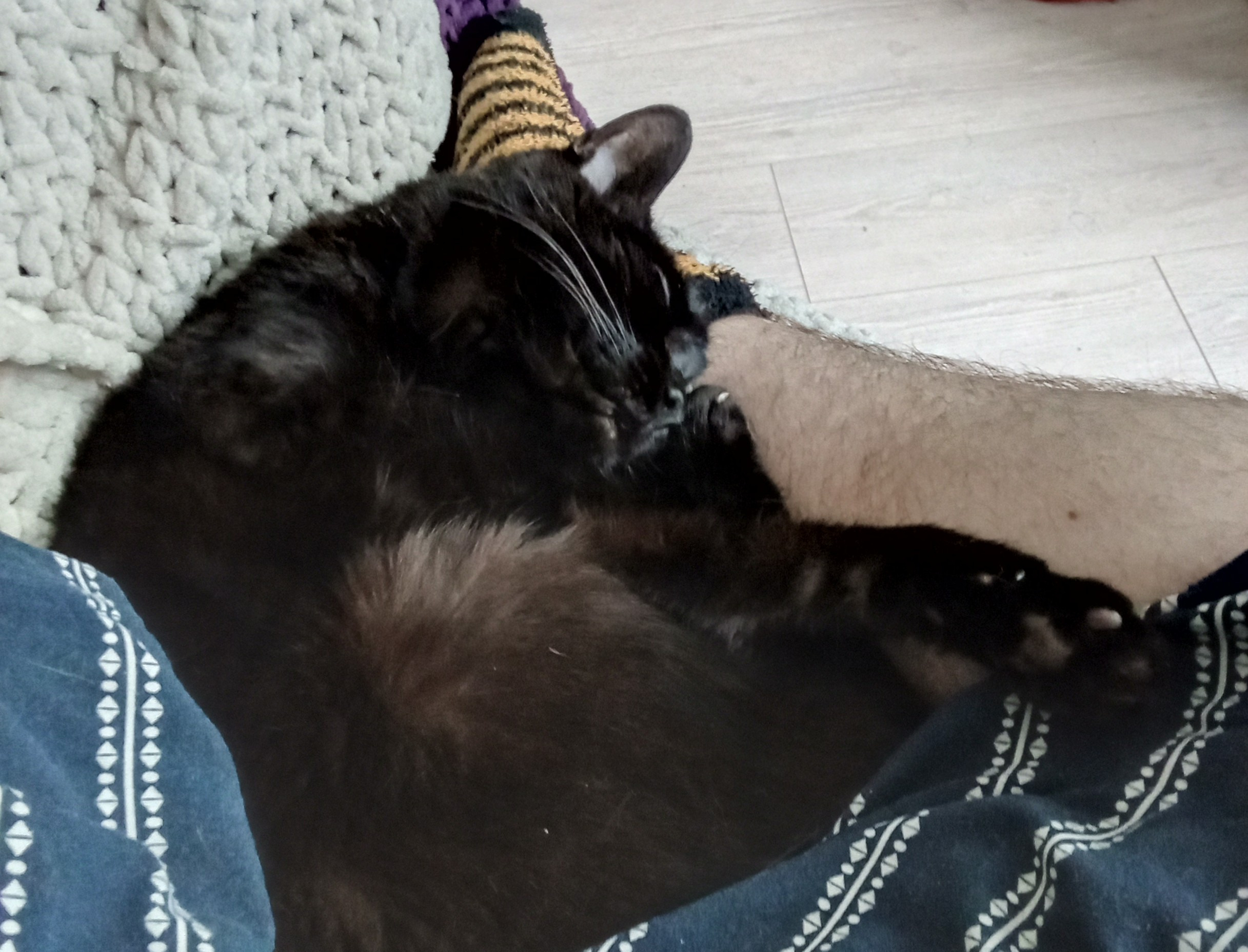 Batgirl's Vet Bills campaign photo, 5 of 7