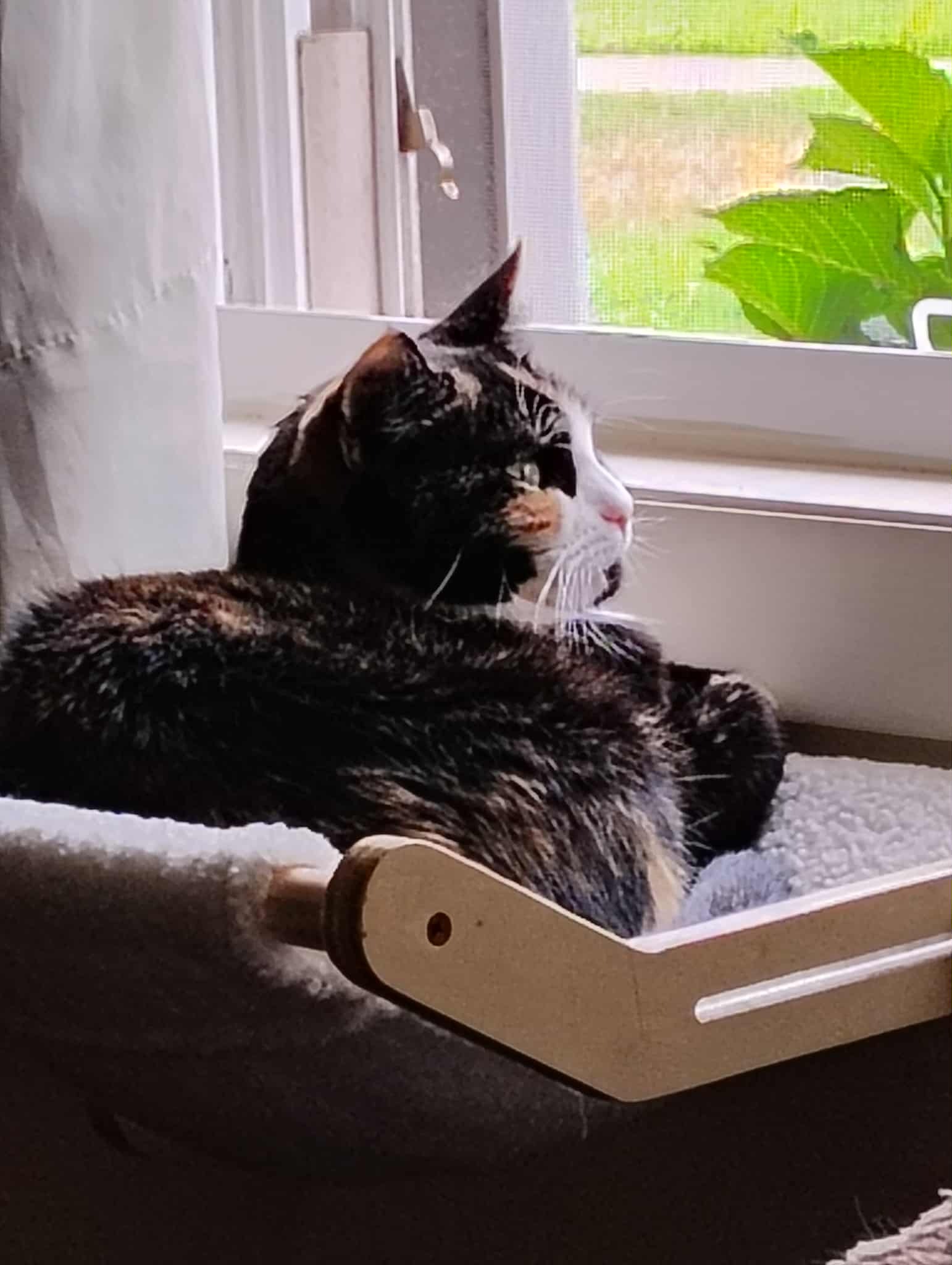 Help Bean MY EMOTIONAL SUPPORT KITTY Get Spayed: campaign photo, 5 of 6