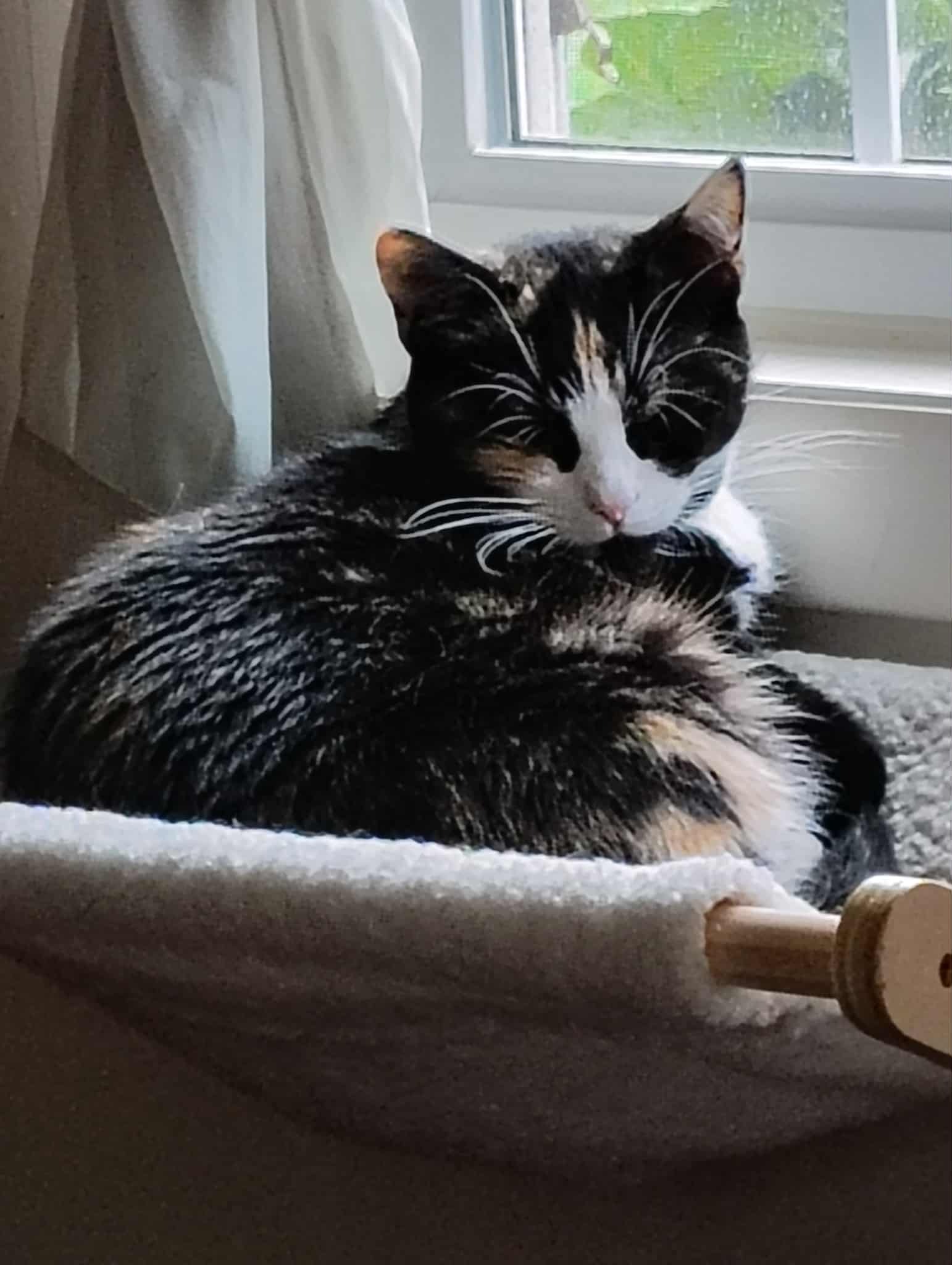Help Bean MY EMOTIONAL SUPPORT KITTY Get Spayed: campaign photo, 2 of 6