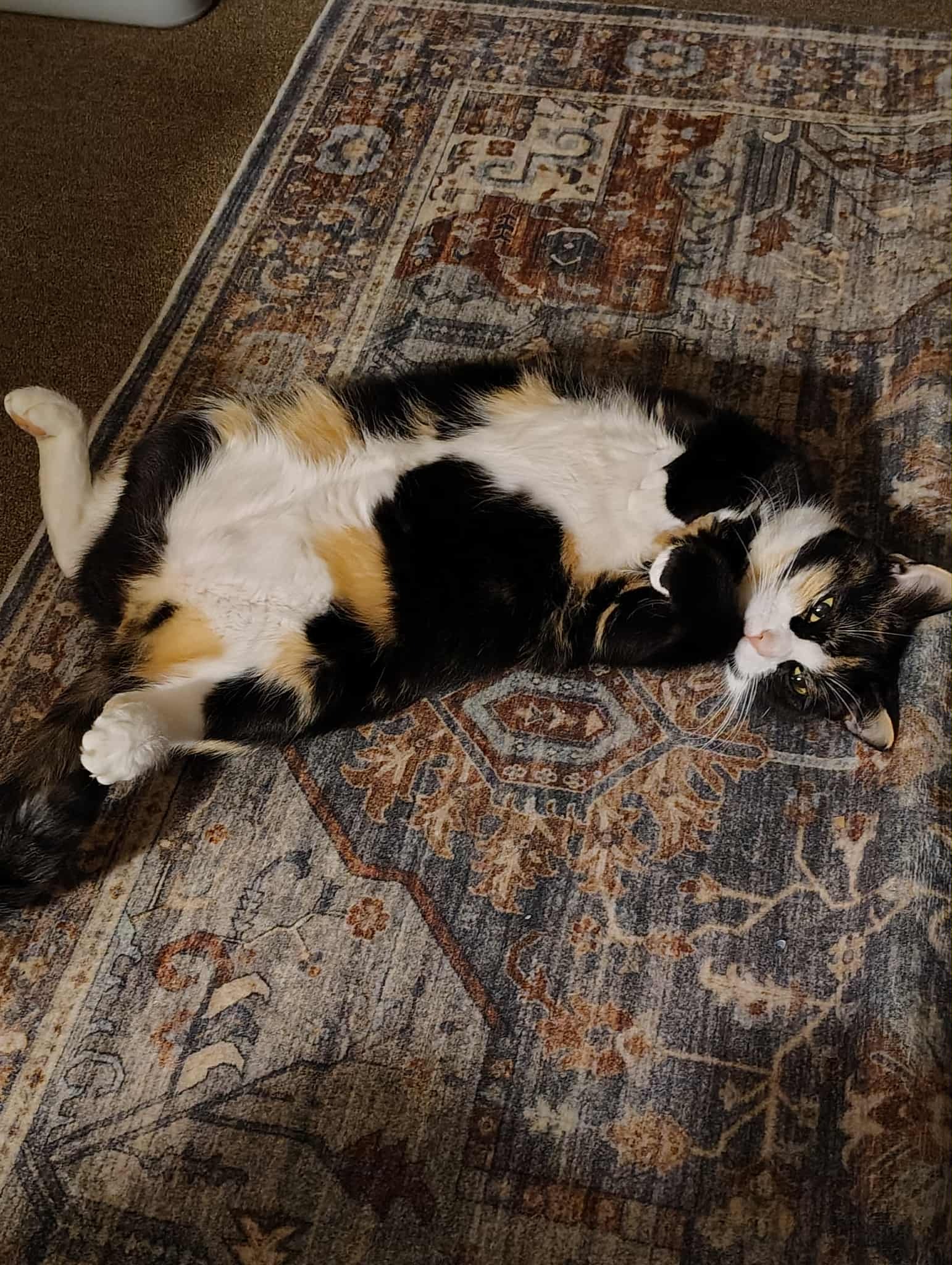 Help Bean MY EMOTIONAL SUPPORT KITTY Get Spayed: campaign photo, 4 of 6