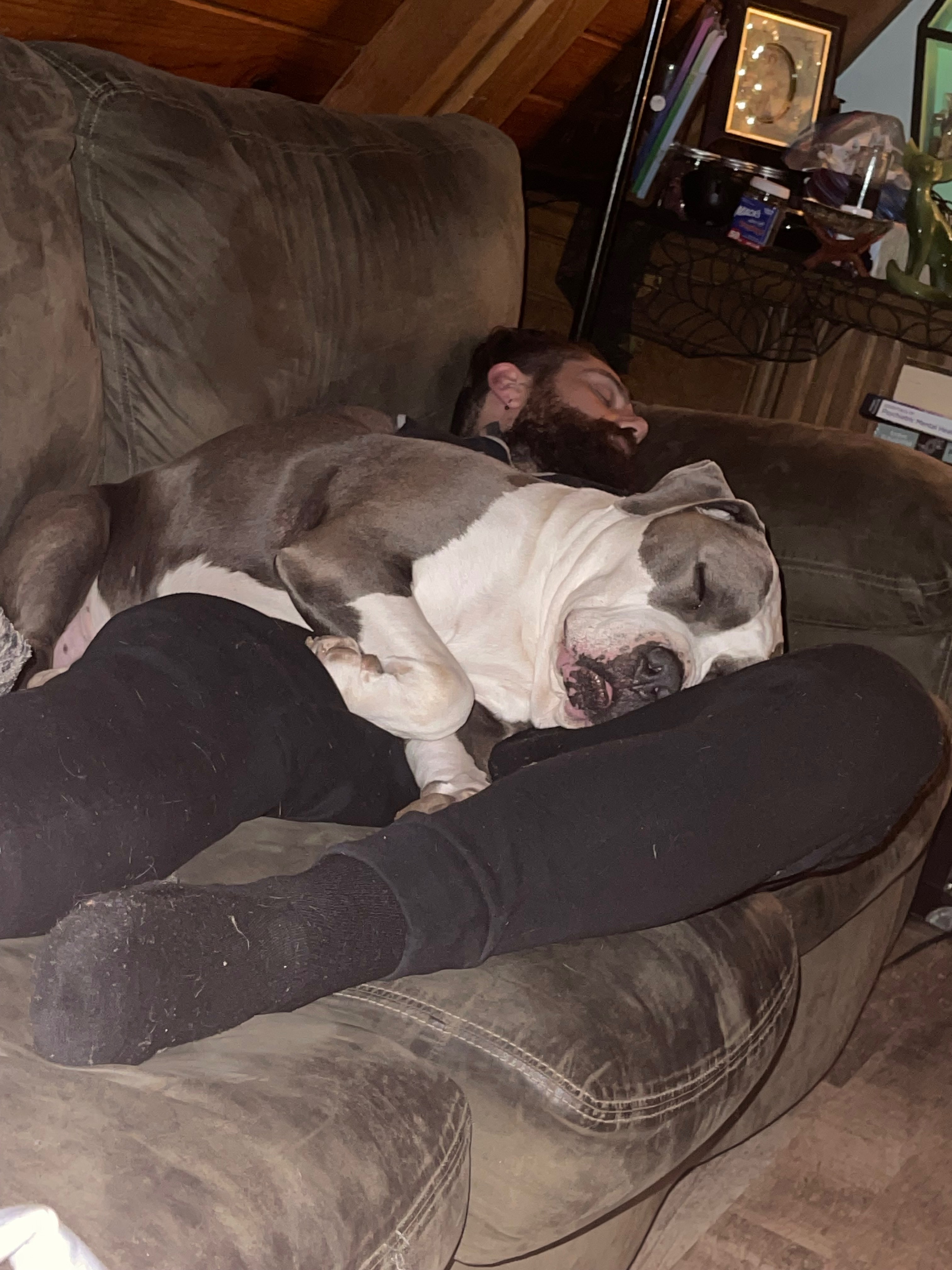 Urgent Surgery for Janay Bostic's Dog Tank campaign photo, 2 of 7