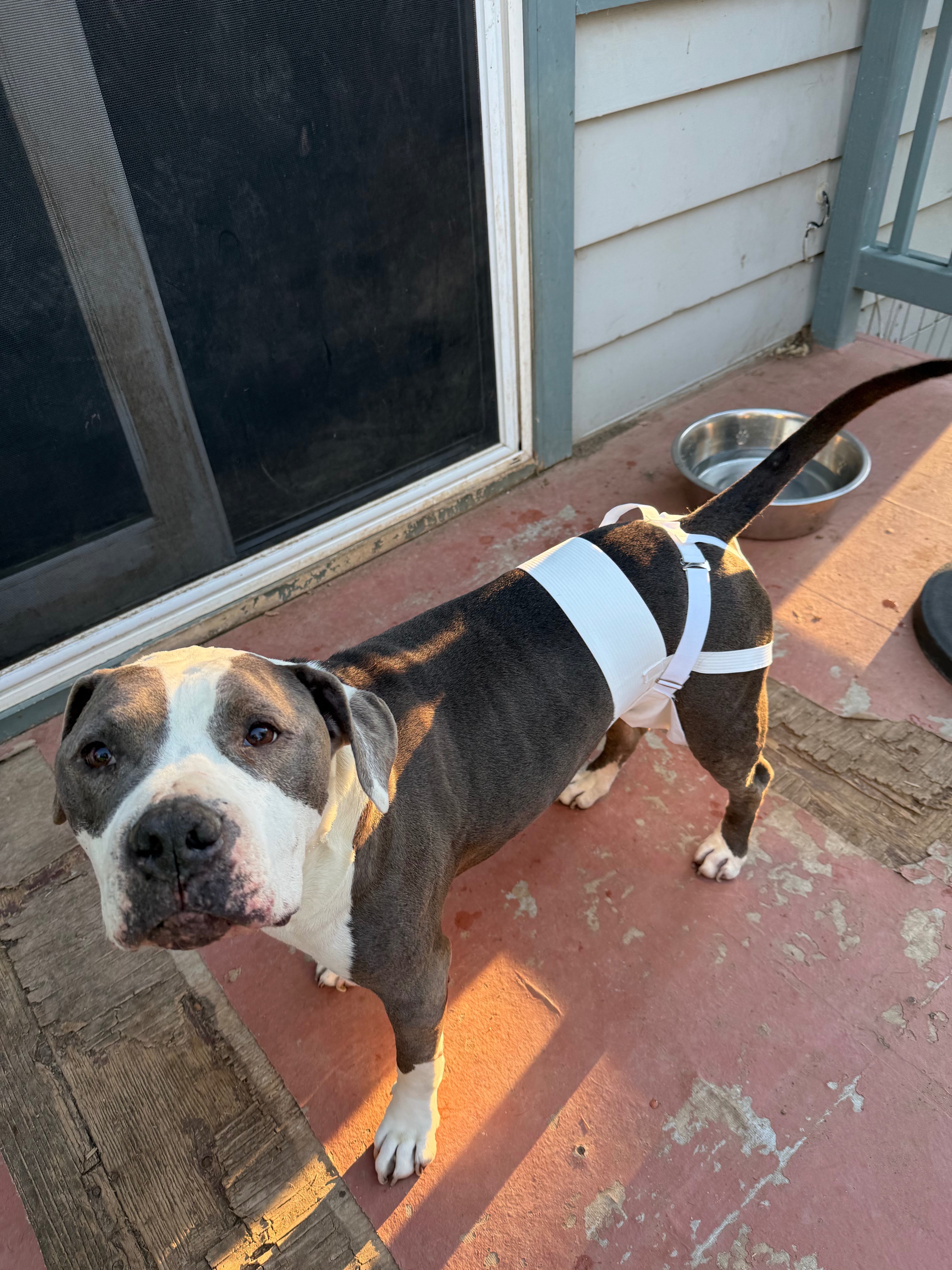 Urgent Surgery for Janay Bostic's Dog Tank campaign photo, 5 of 7