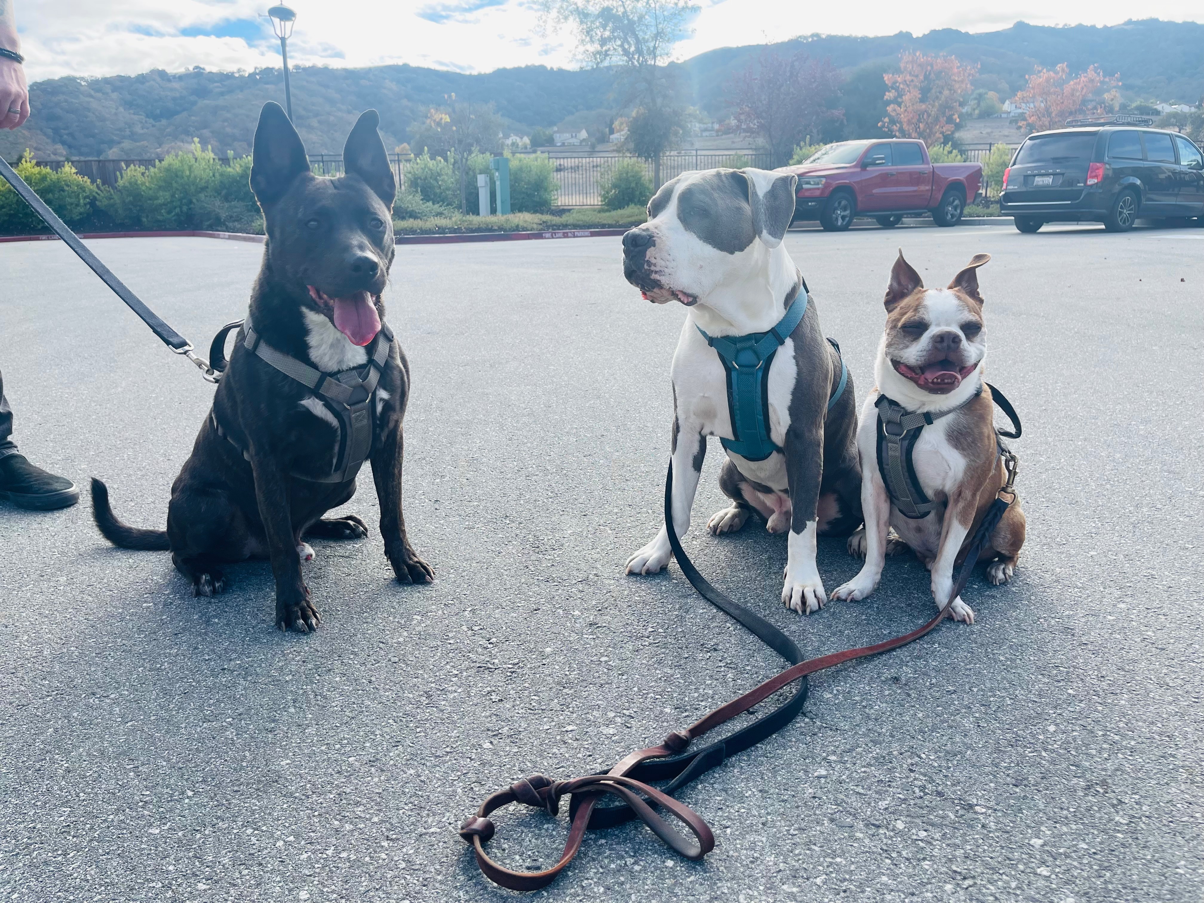 Urgent Surgery for Janay Bostic's Dog Tank campaign photo, 4 of 7