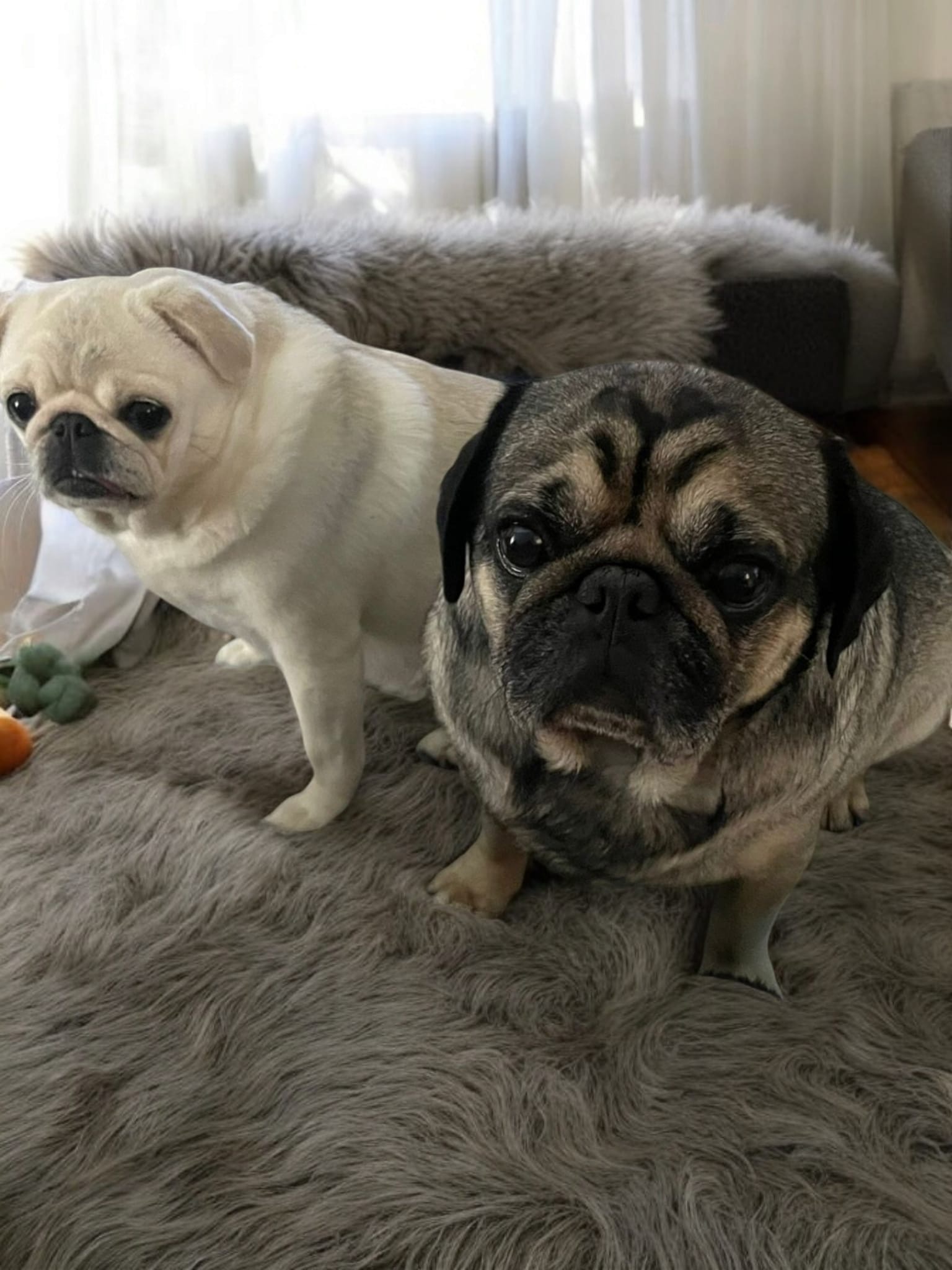 Help Save Rodney, Our sweet Pug Fighting for His Life campaign photo, 2 of 8