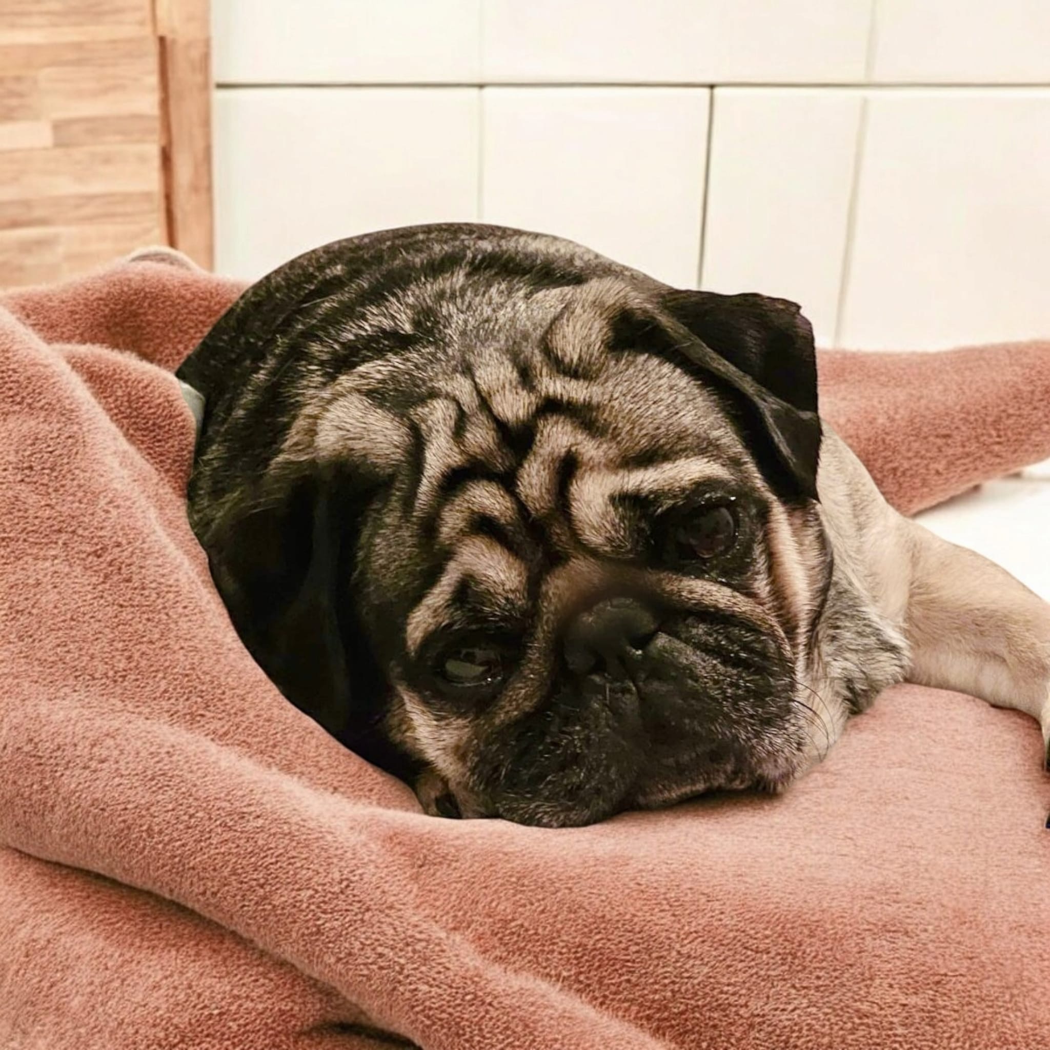 Help Save Rodney, Our sweet Pug Fighting for His Life campaign photo, 4 of 8