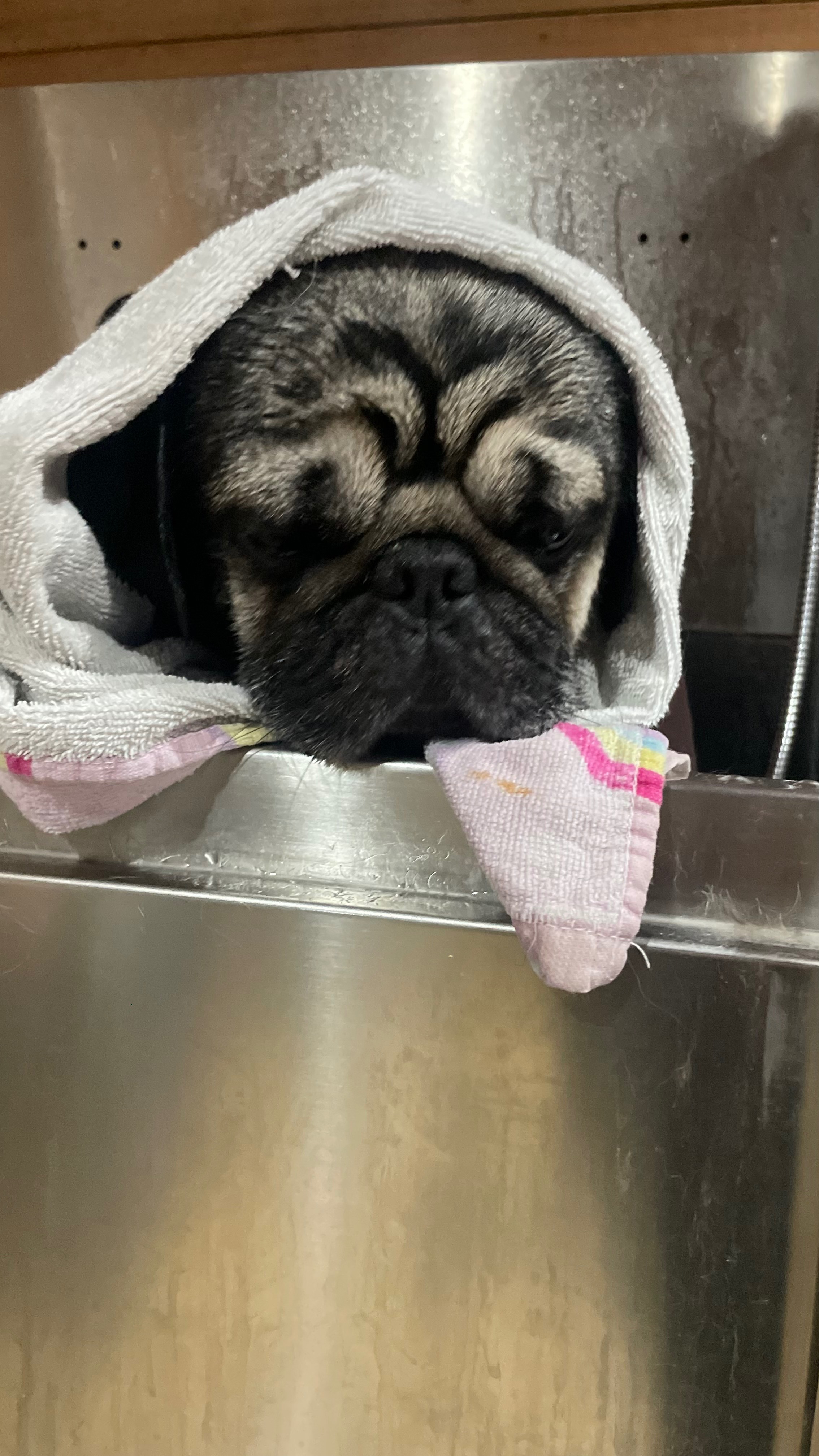 Help Save Rodney, Our sweet Pug Fighting for His Life campaign photo, 6 of 8