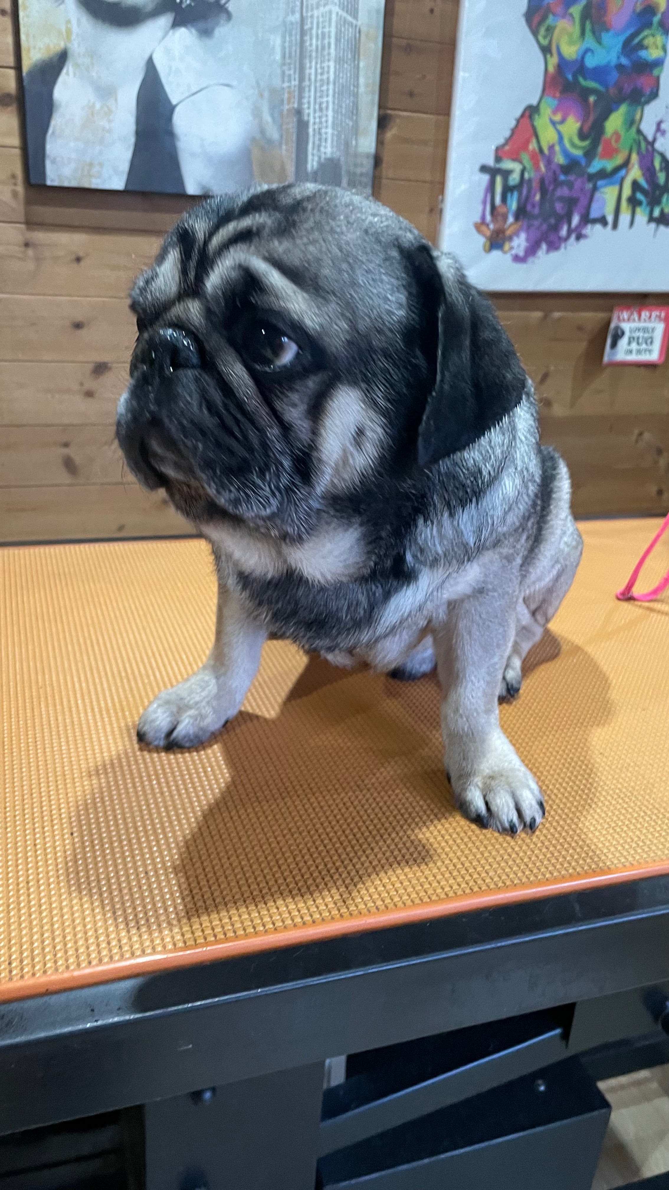 Help Save Rodney, Our sweet Pug Fighting for His Life campaign photo, 5 of 8