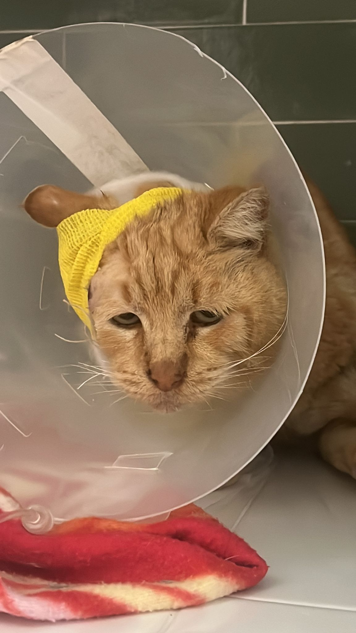 User-uploaded image 1