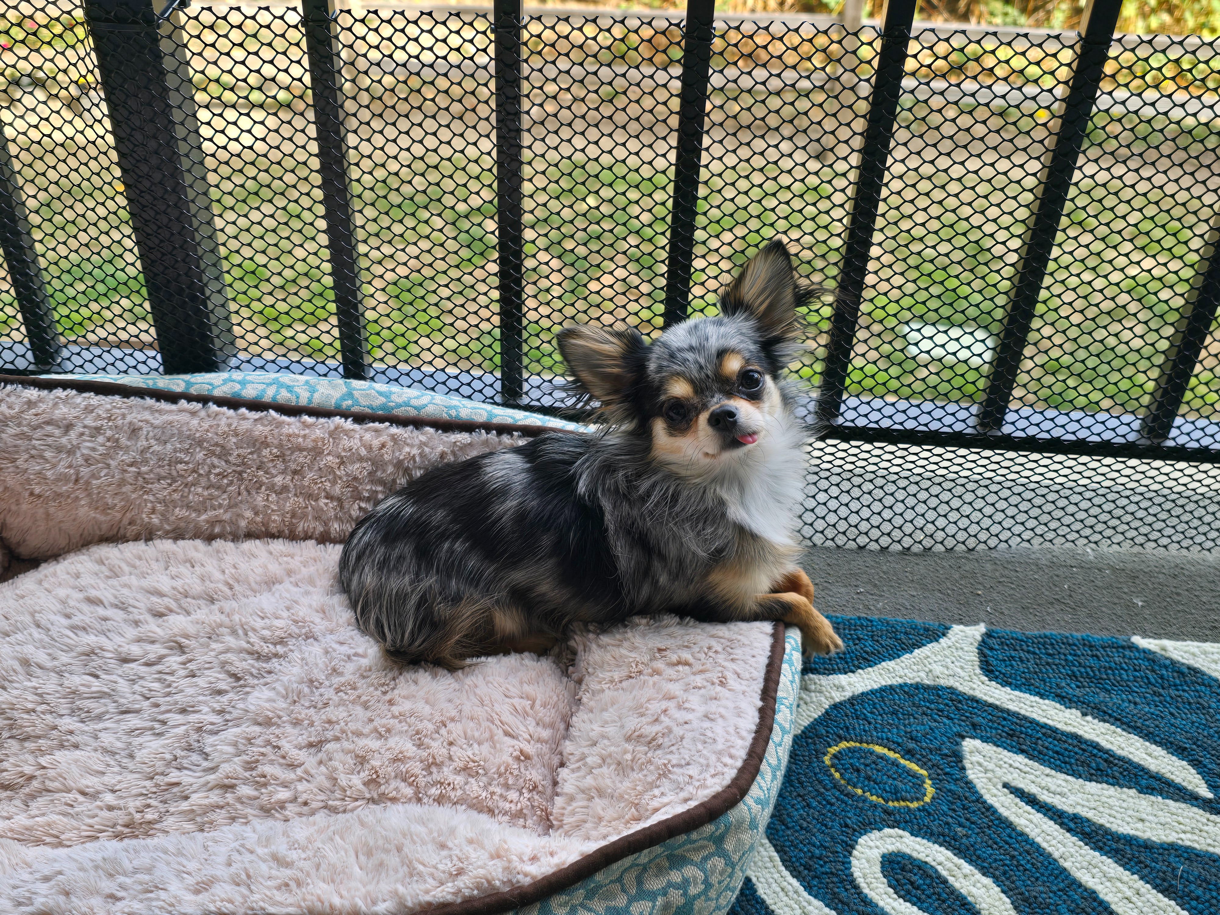Help Ivy, Our Tiny Rescue Pup, Fight for Her Health campaign photo, 7 of 8
