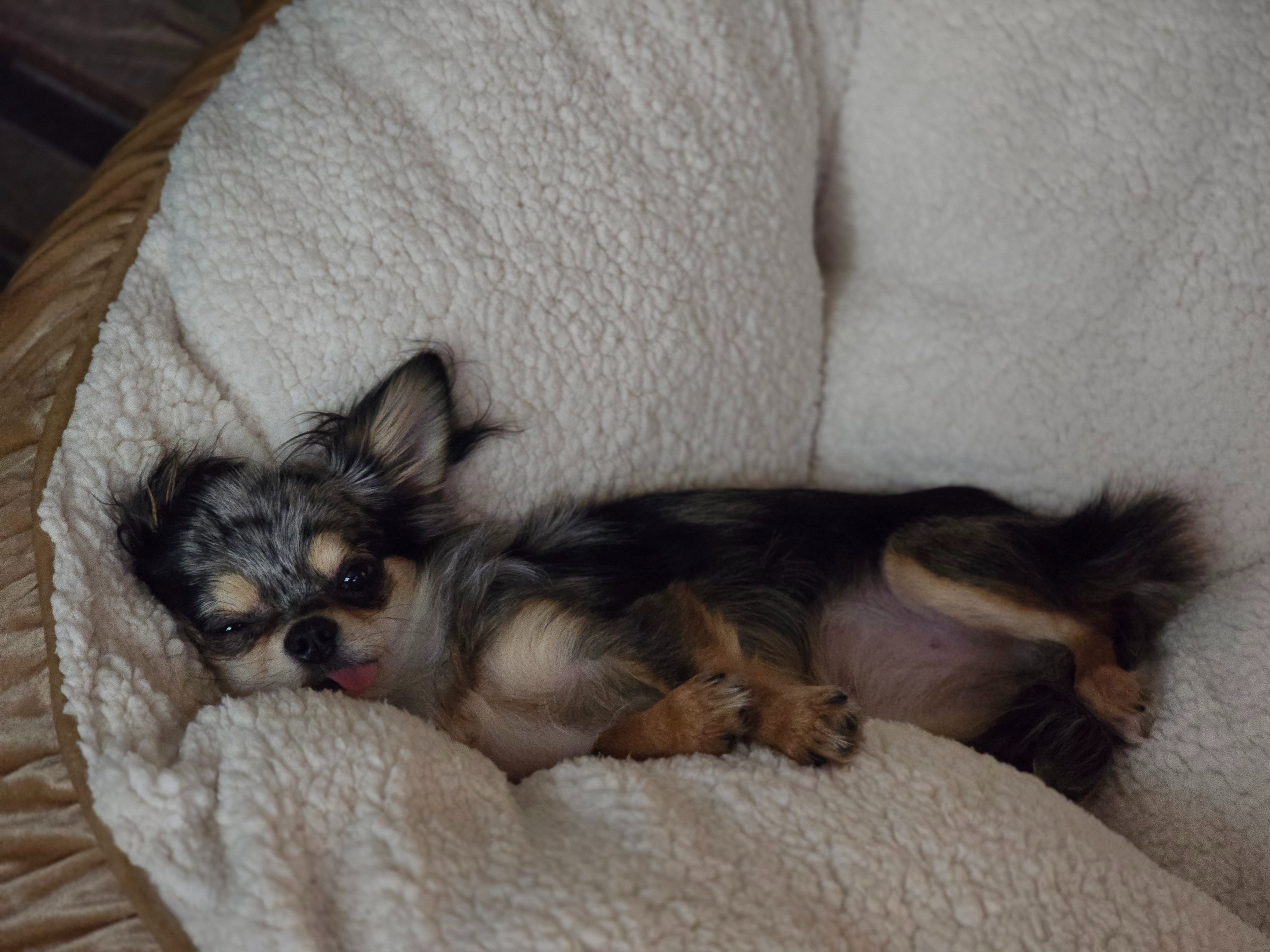 Help Ivy, Our Tiny Rescue Pup, Fight for Her Health campaign photo, 2 of 8