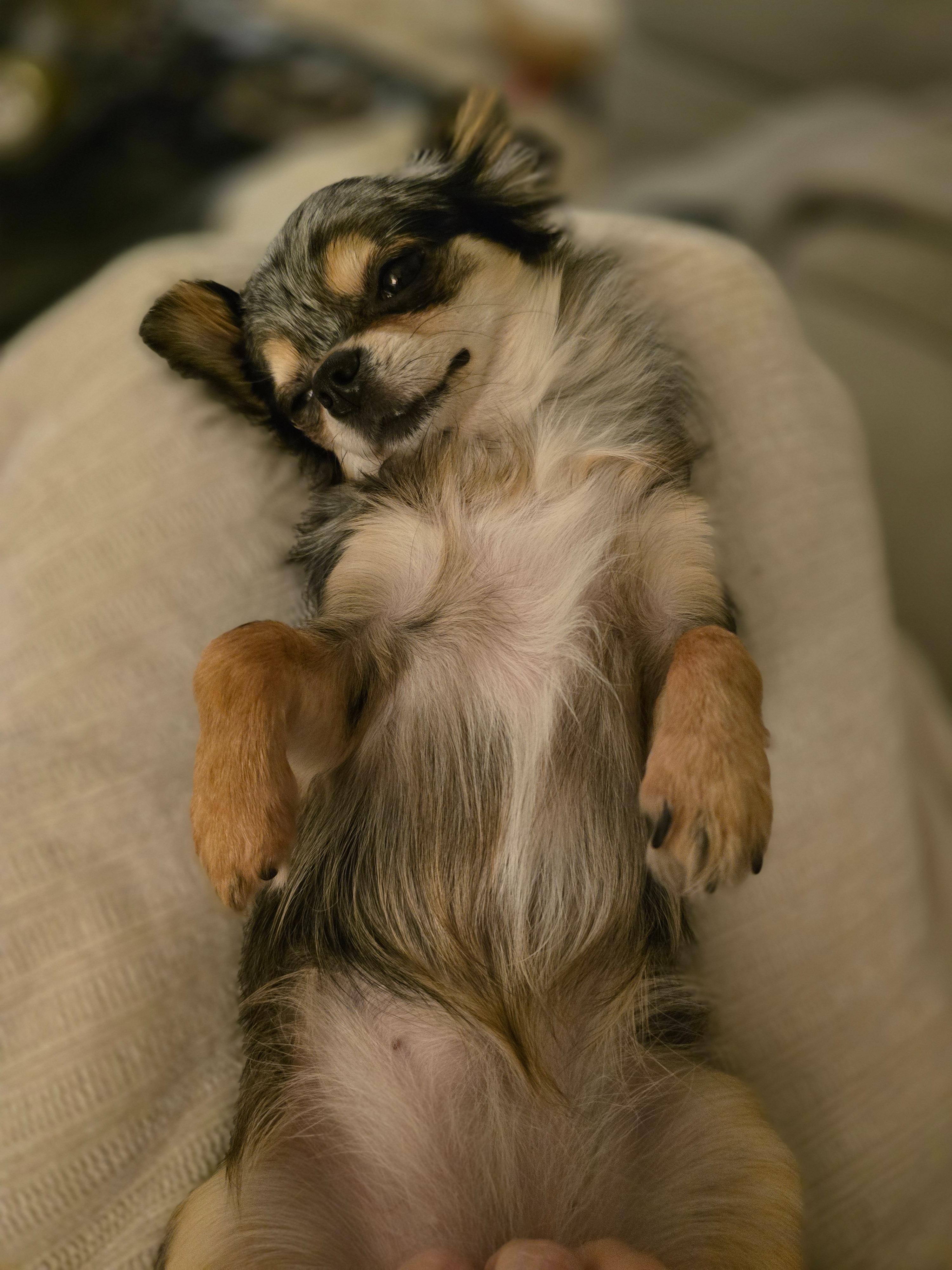 Help Ivy, Our Tiny Rescue Pup, Fight for Her Health campaign photo, 4 of 8