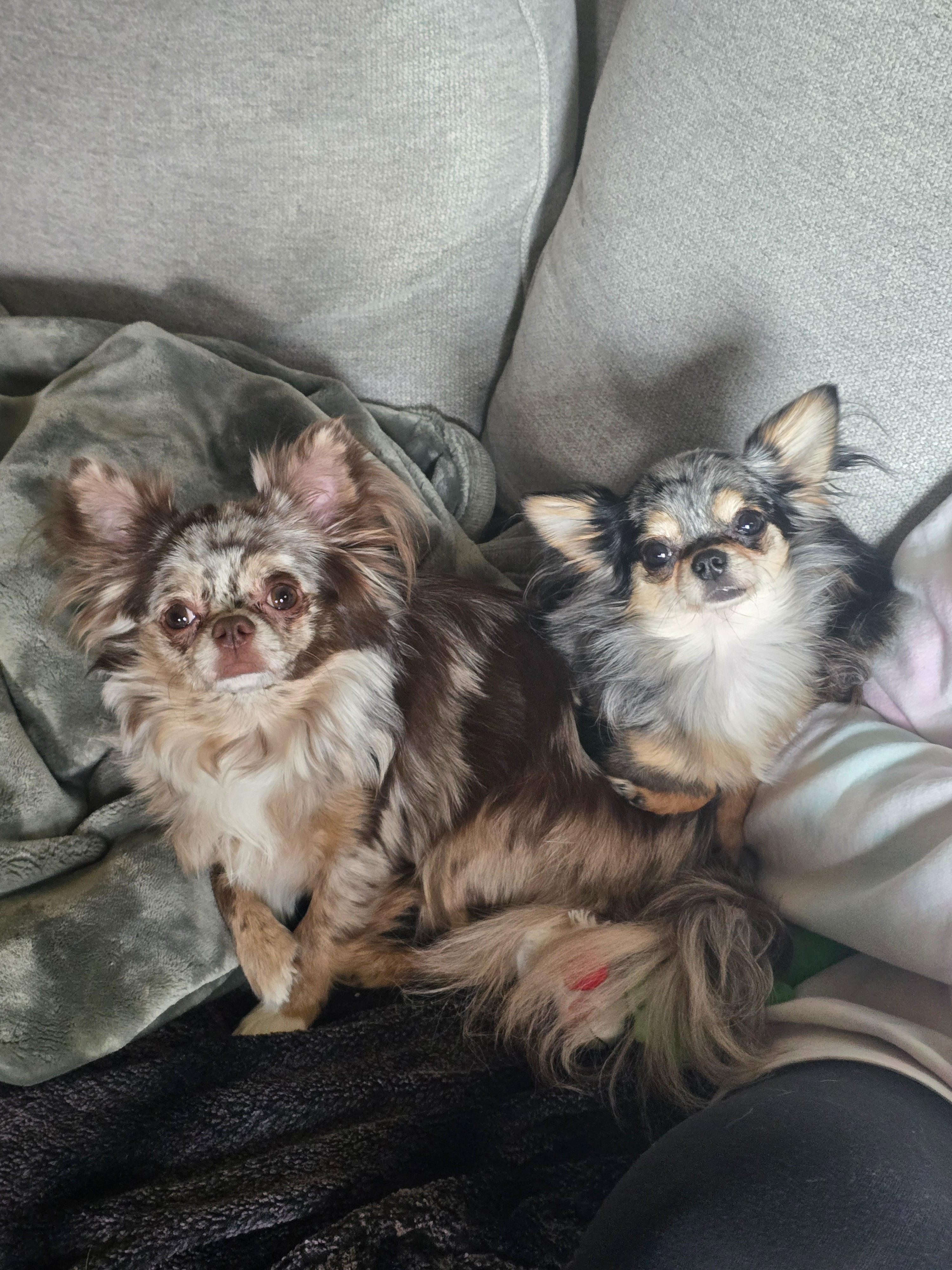 Help Ivy, Our Tiny Rescue Pup, Fight for Her Health campaign photo, 5 of 8