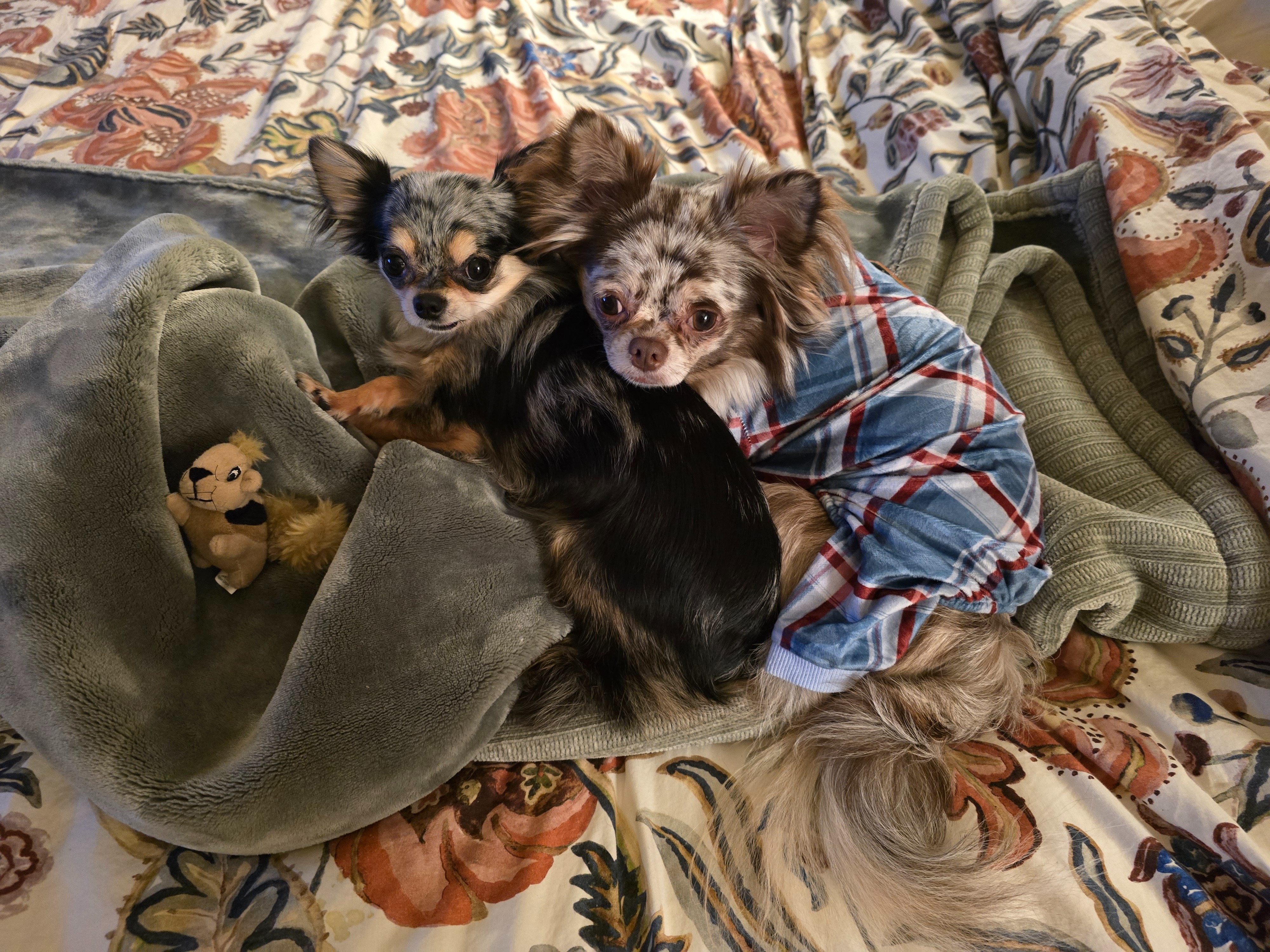 Help Ivy, Our Tiny Rescue Pup, Fight for Her Health campaign photo, 6 of 8