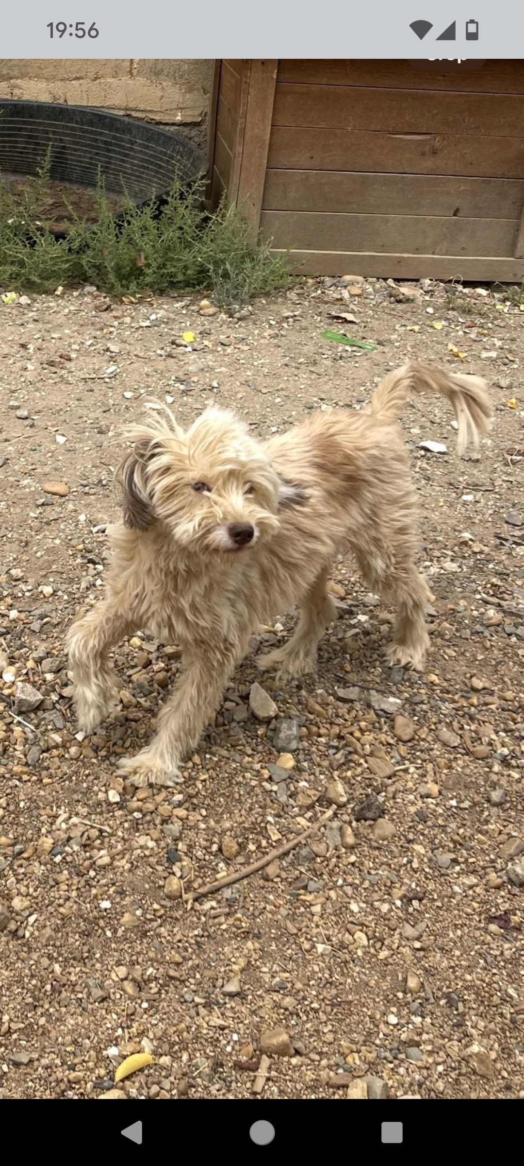 Getting Mila's Sister Bella to the UK campaign photo, 2 of 5