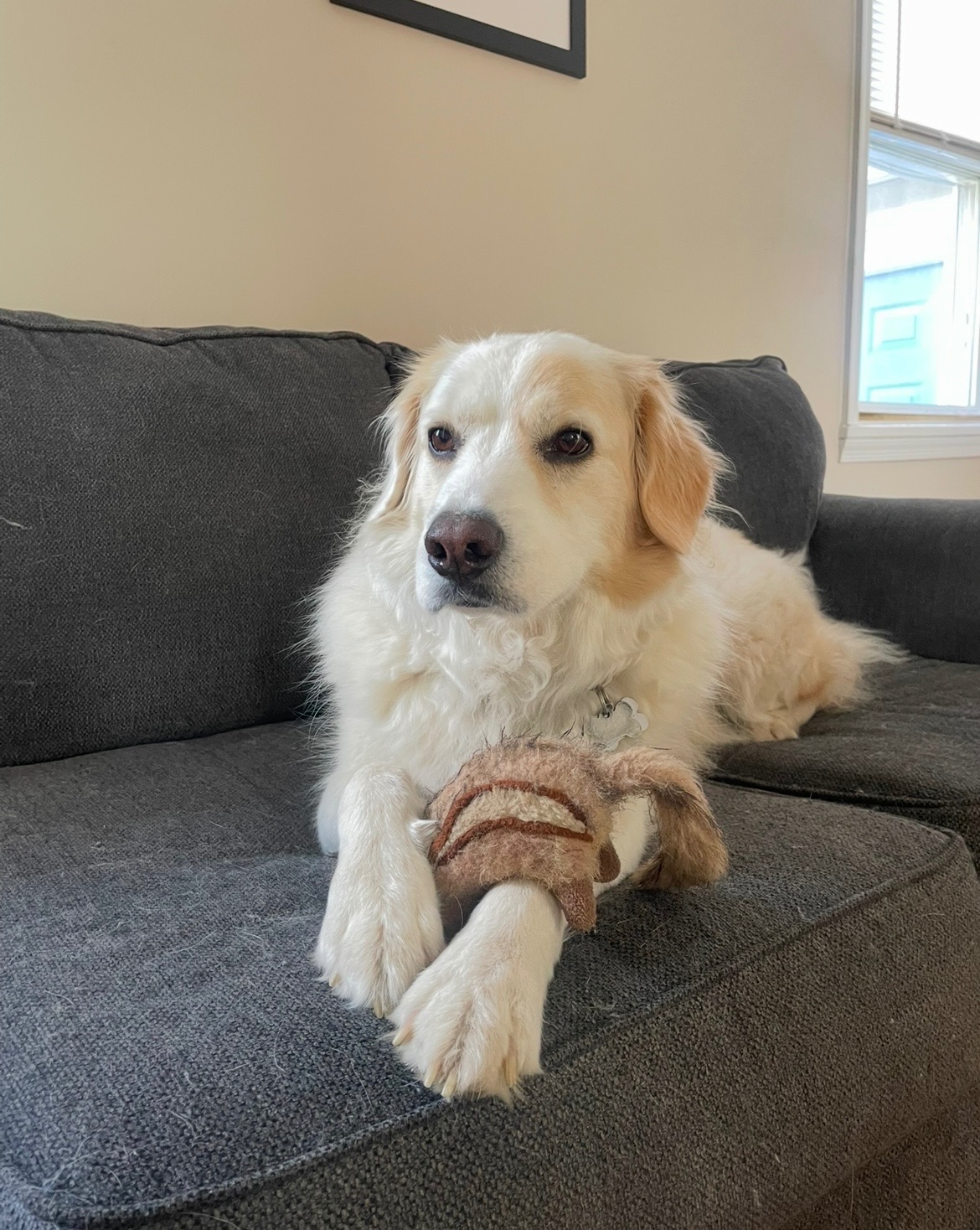 Support Odin's Journey to Recovery campaign photo, 2 of 8