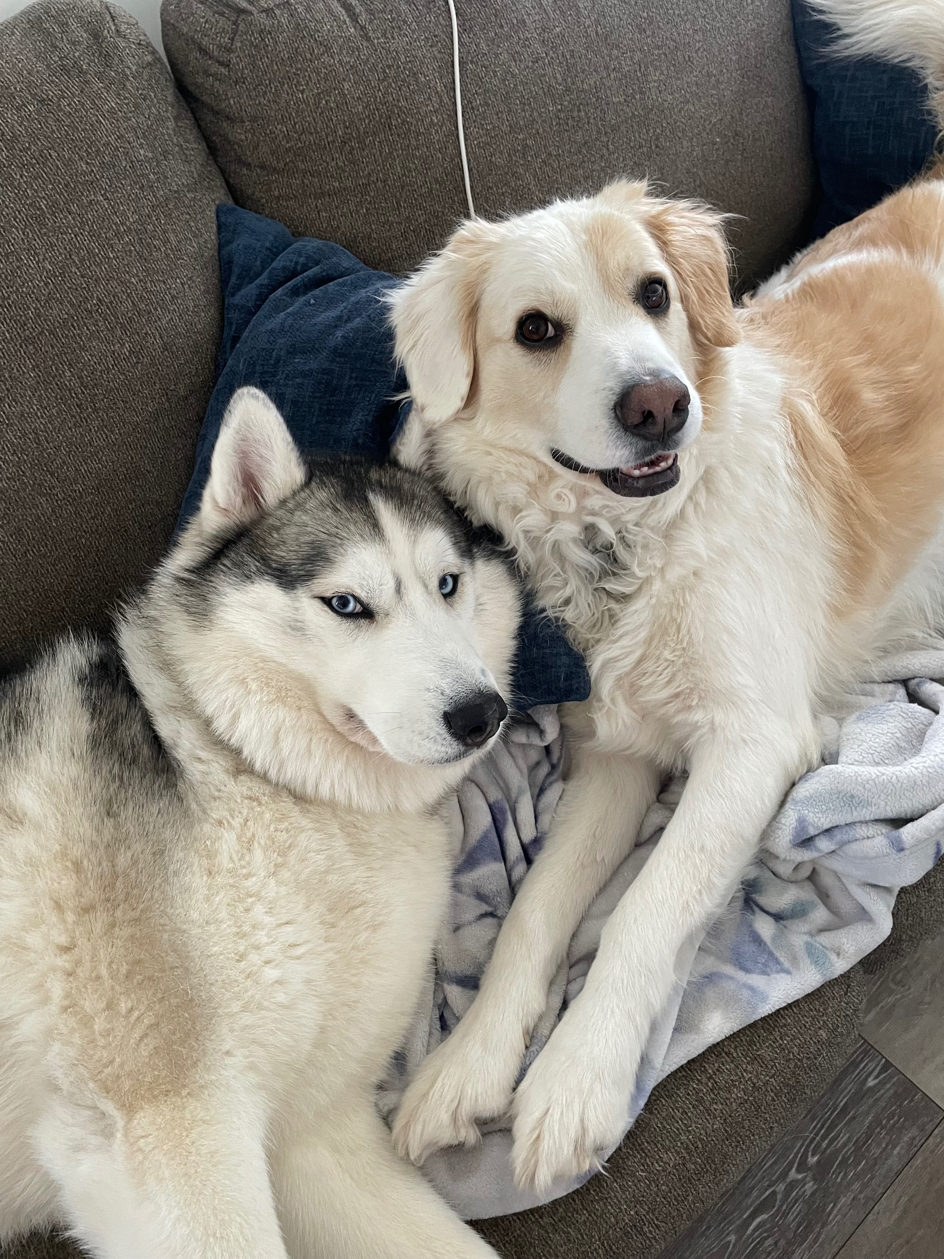 Support Odin's Journey to Recovery campaign photo, 5 of 8