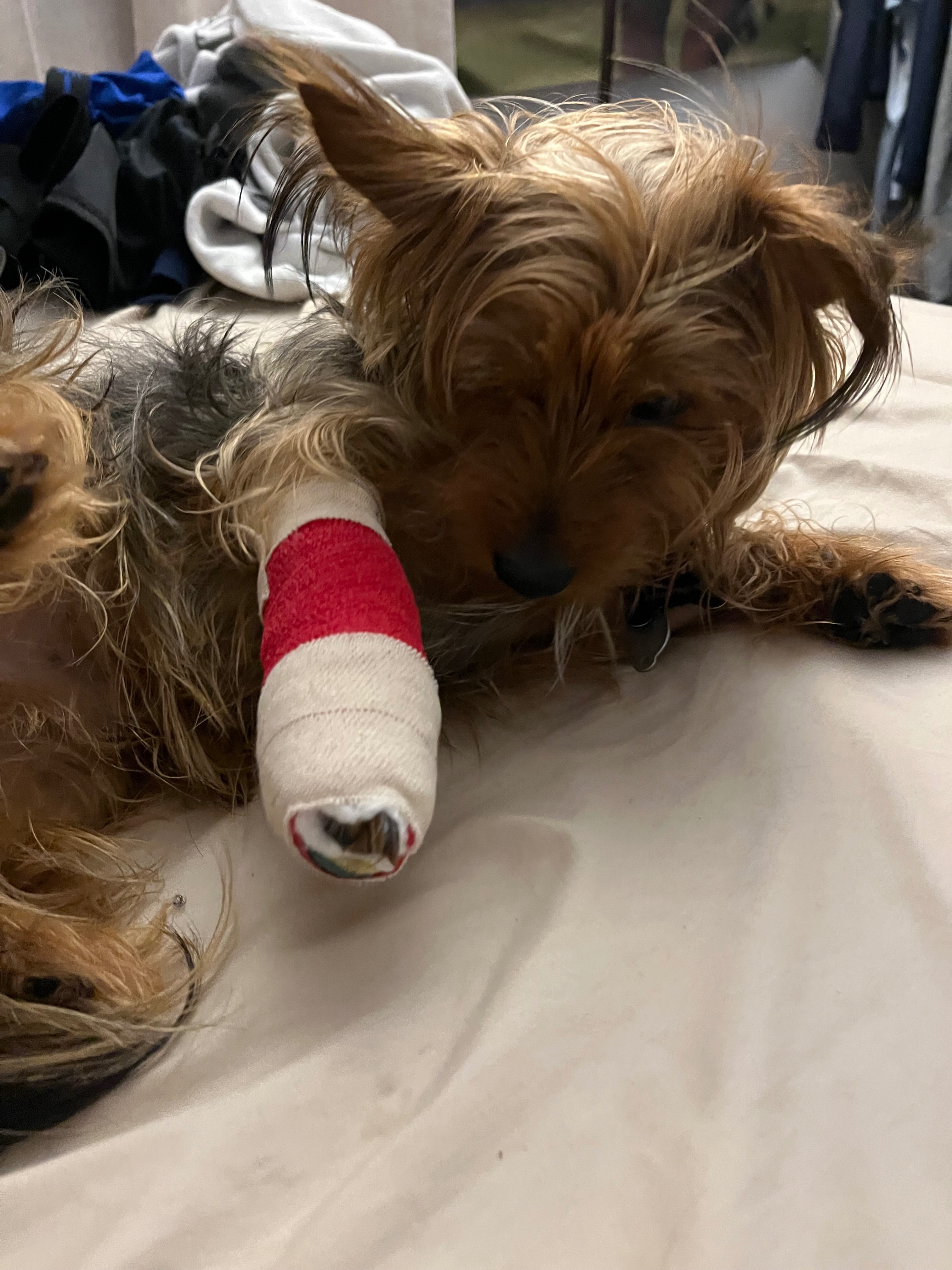 Help Champ Recover from a Brutal Dog Attack campaign photo, 5 of 6