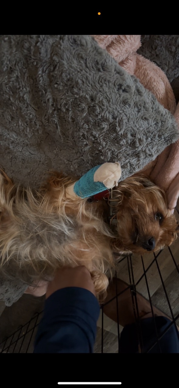 Help Champ Recover from a Brutal Dog Attack campaign photo, 2 of 6