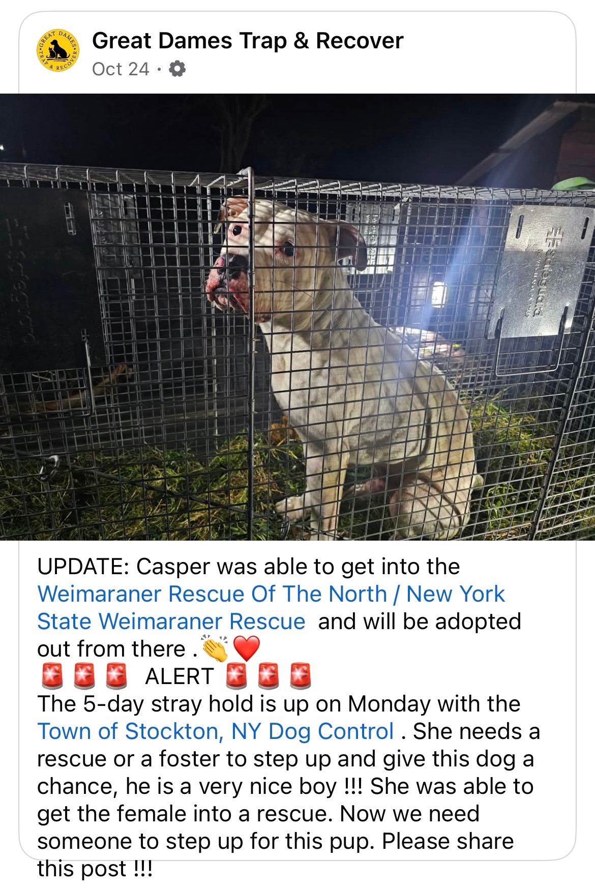 Saving Miss Pittie & Casper campaign photo, 5 of 6