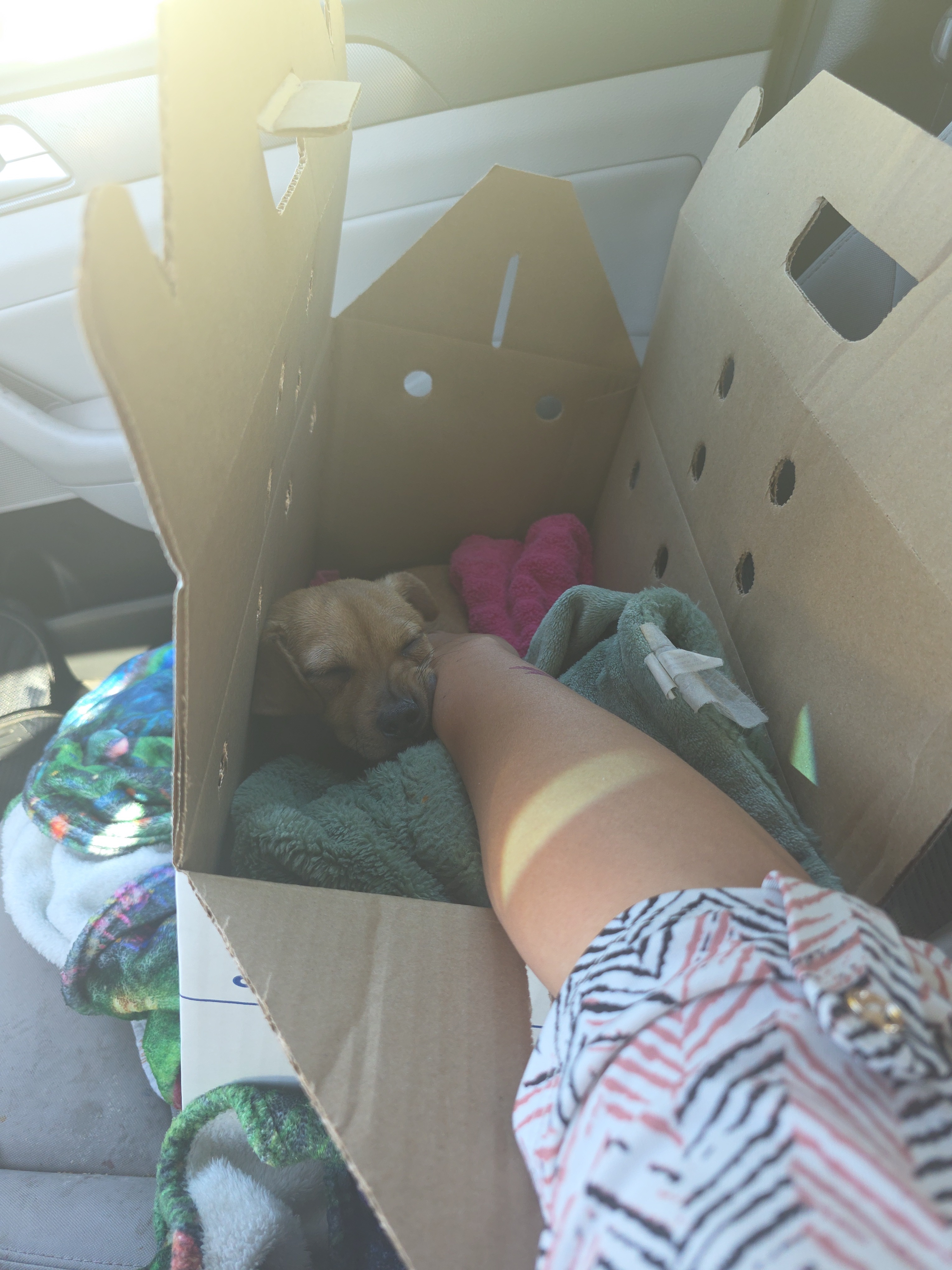 Urgent Surgery Needed for Bug's Broken Legs campaign photo, 2 of 4
