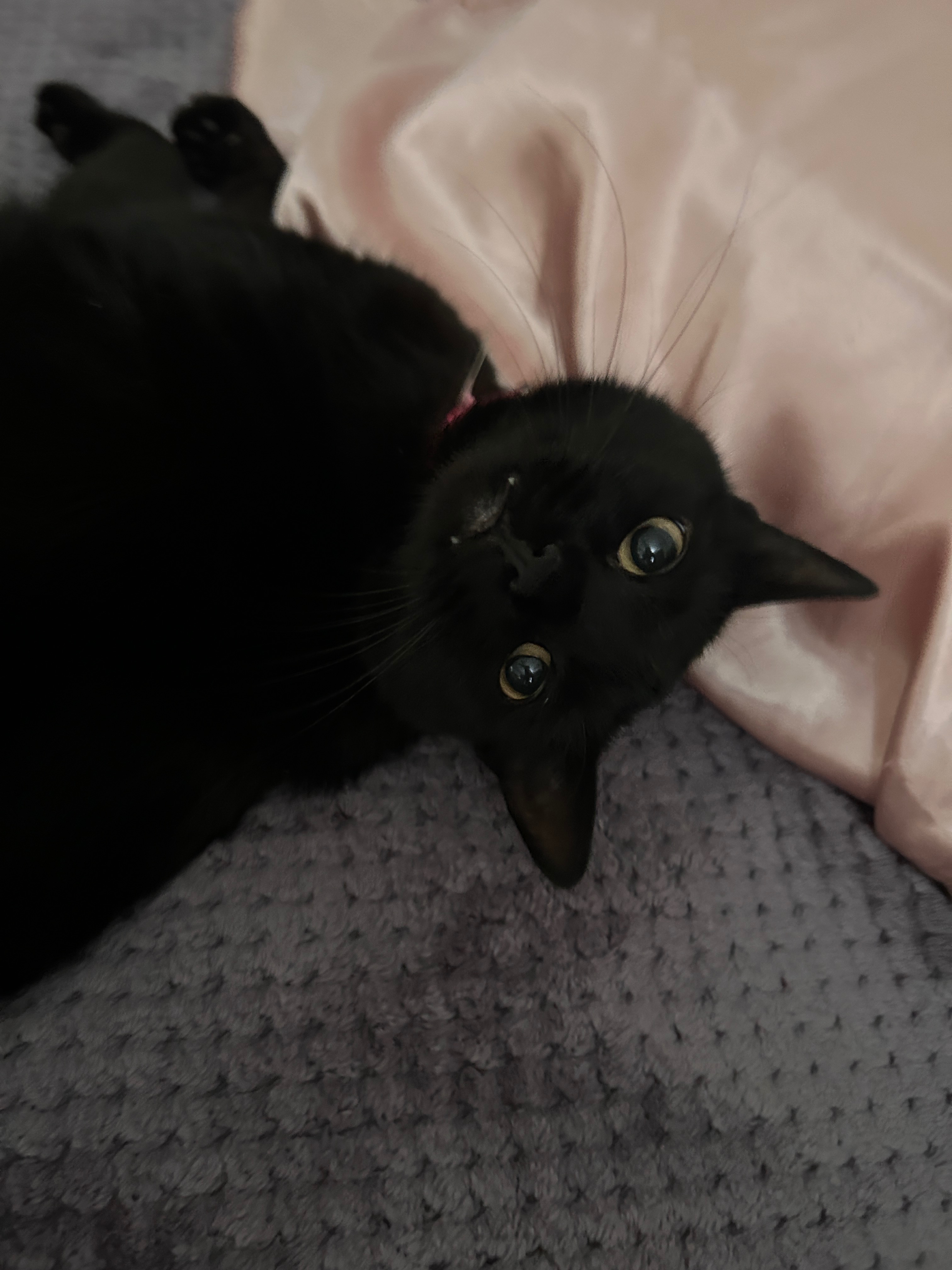 Help kiwi get surgery campaign photo, 7 of 8