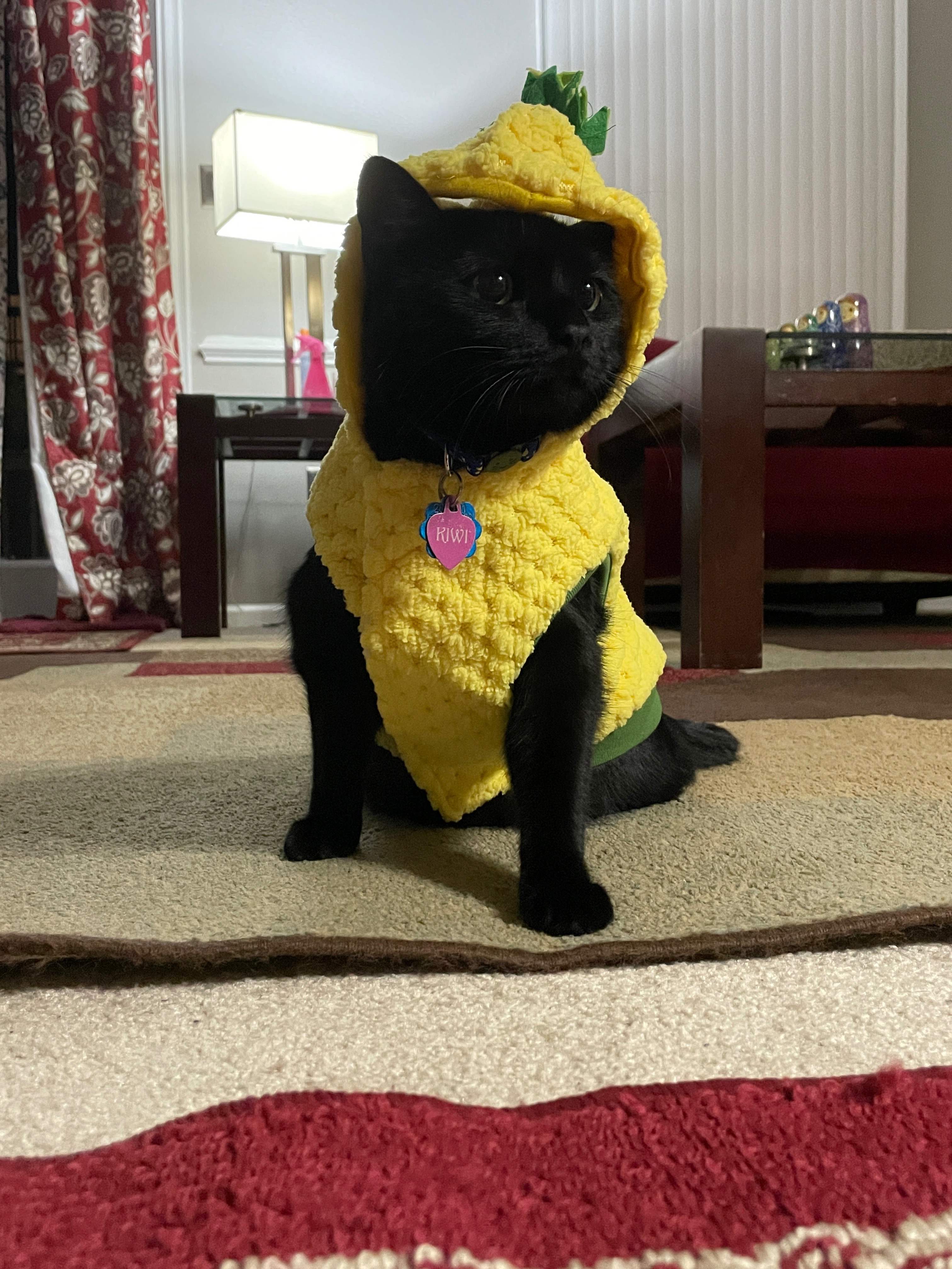 Help kiwi get surgery campaign photo, 2 of 8