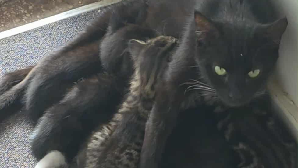 Help Cathy Care for a Stray Mum Cat and Her 5 Kittens photo