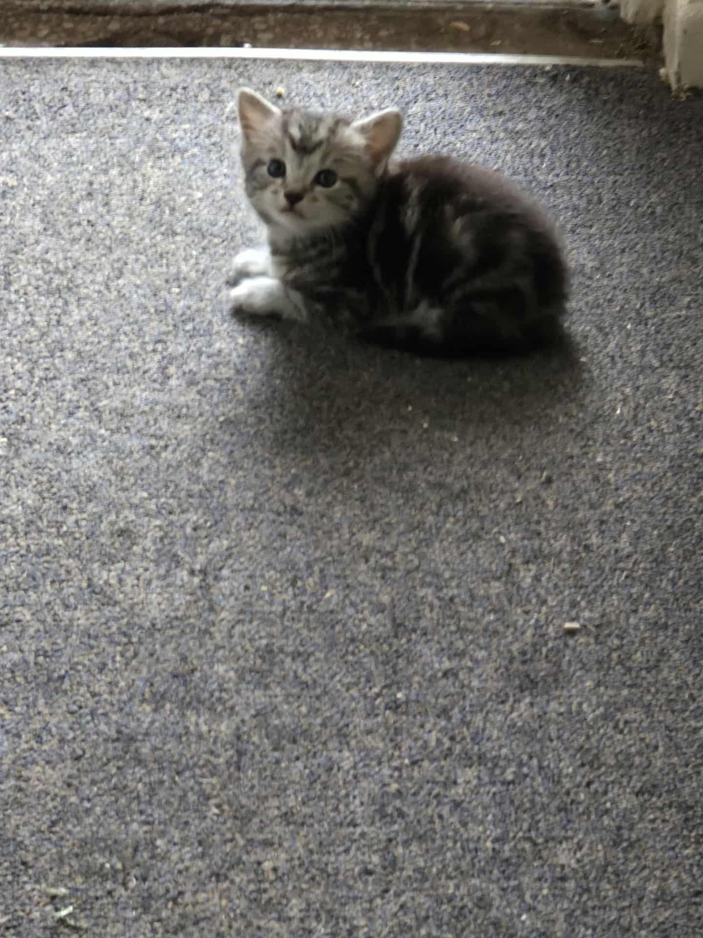 Help Cathy Care for a Stray Mum Cat and Her 5 Kittens campaign photo, 4 of 5