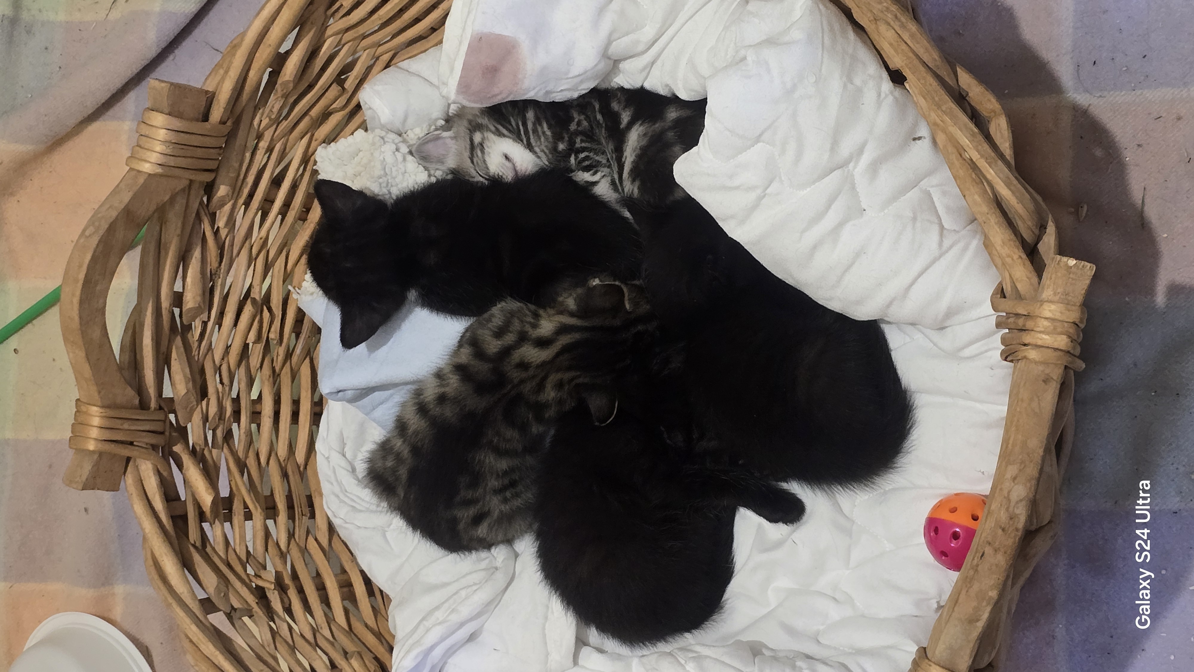 Help Cathy Care for a Stray Mum Cat and Her 5 Kittens campaign photo, 2 of 5