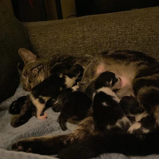 Keep Stray Cat Family Together: Donate Now campaign photo, 4 of 5