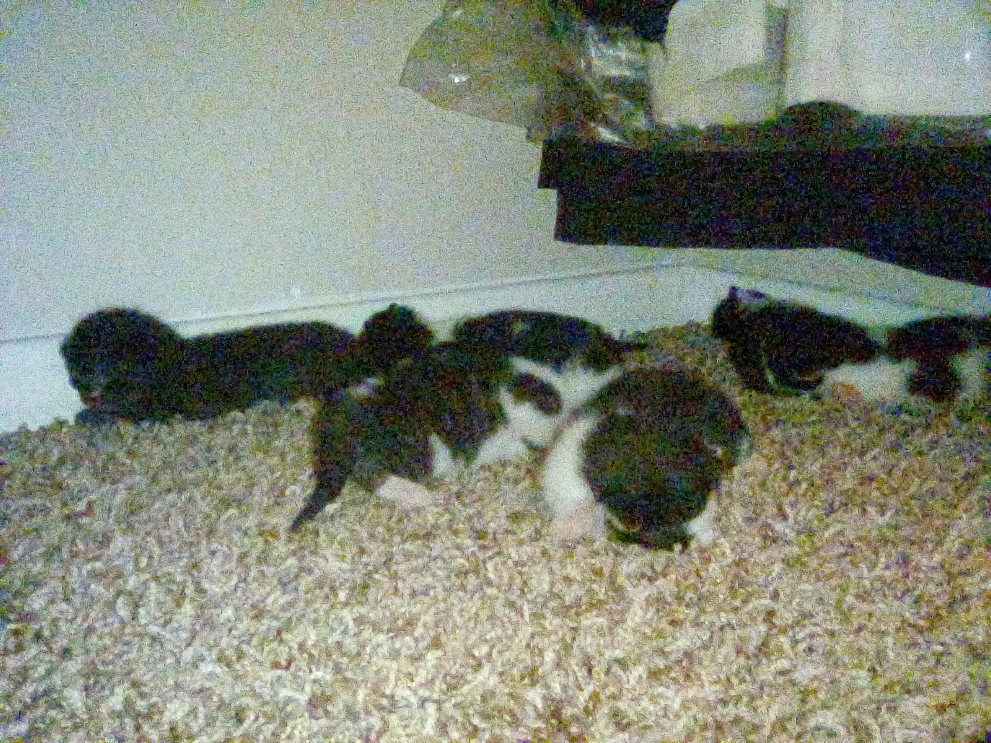 Keep Stray Cat Family Together: Donate Now campaign photo, 2 of 5