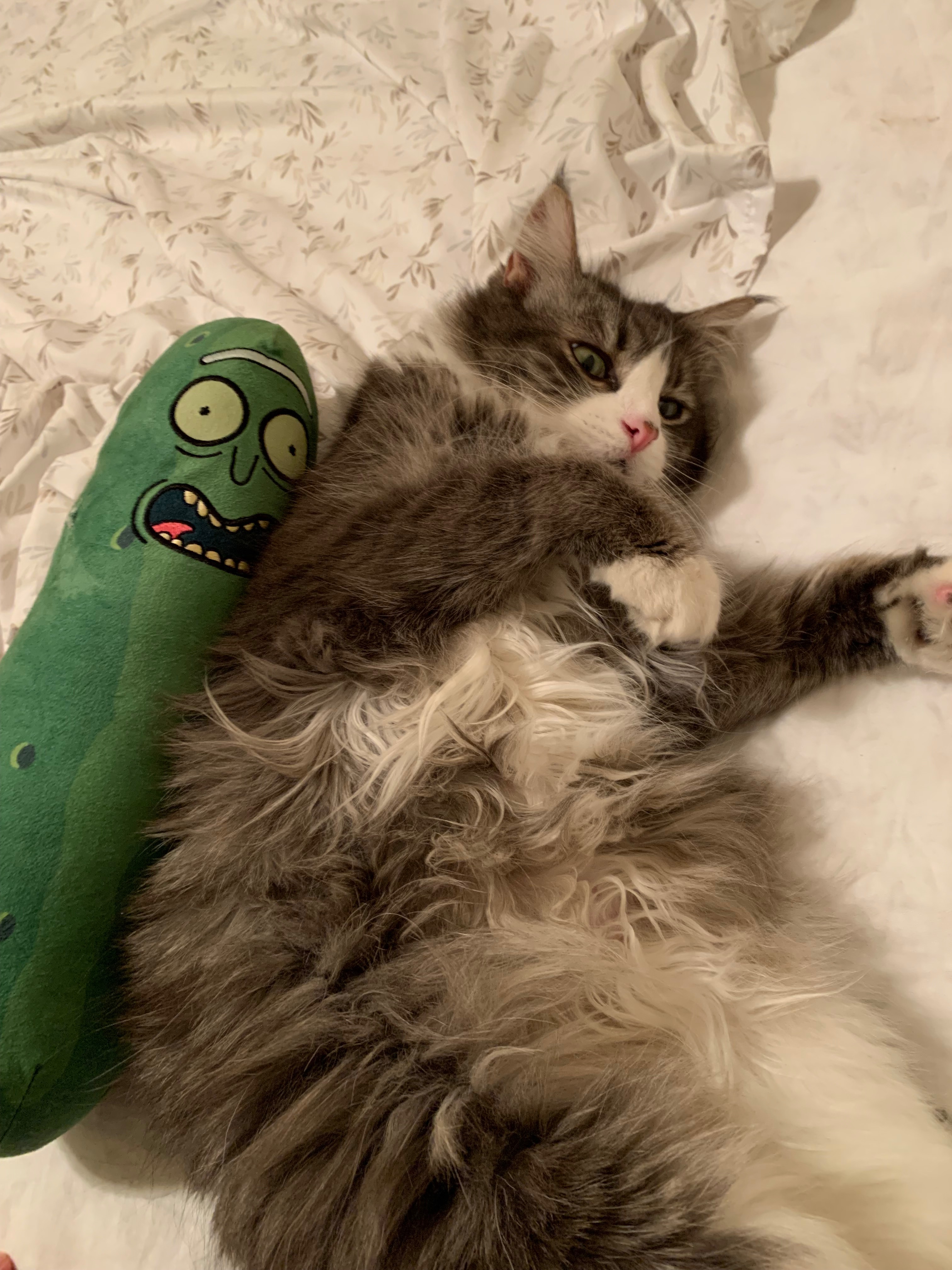 Help Me Reach My Goal to Save Morty’s Life campaign photo, 6 of 7