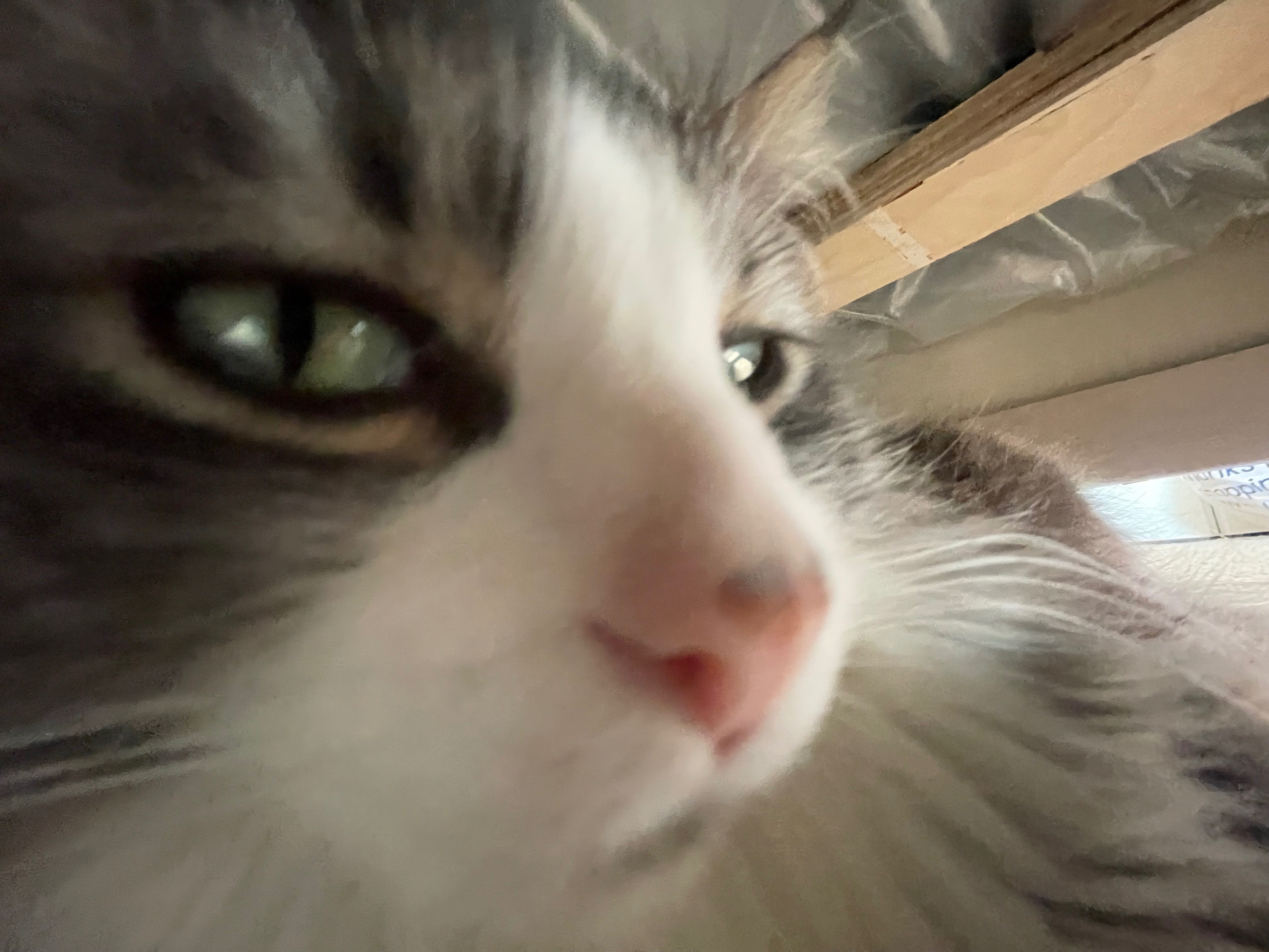 Help Me Reach My Goal to Save Morty’s Life campaign photo, 2 of 7