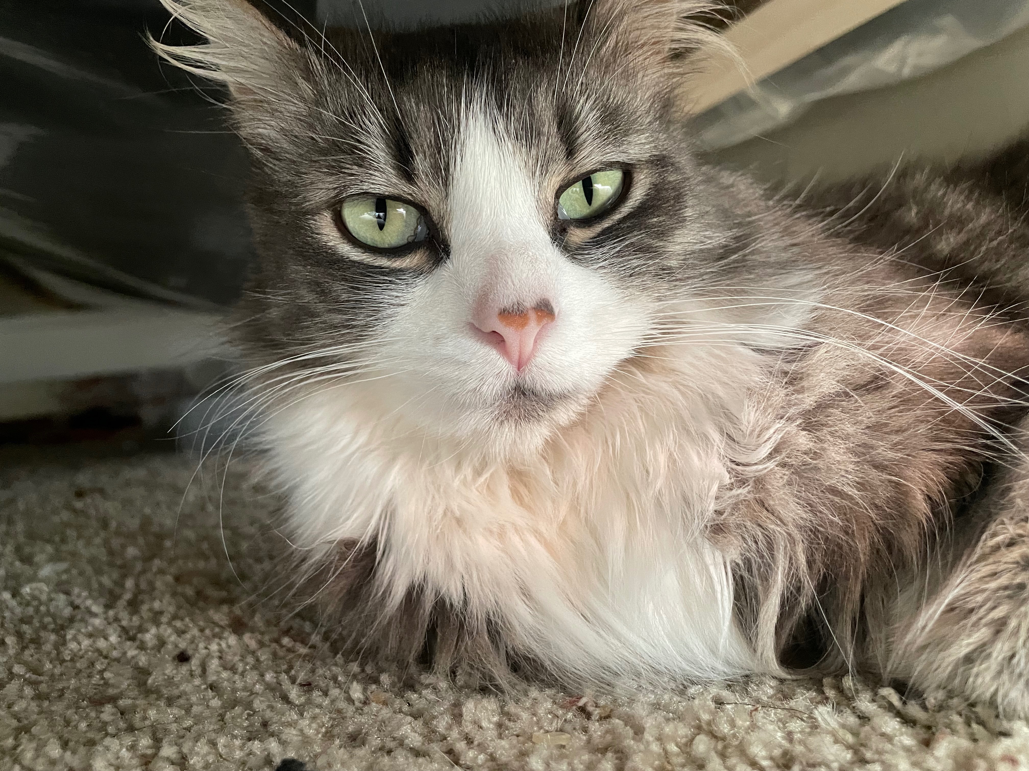 Help Me Reach My Goal to Save Morty’s Life campaign photo, 5 of 7