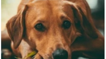 Refujio para animales photo