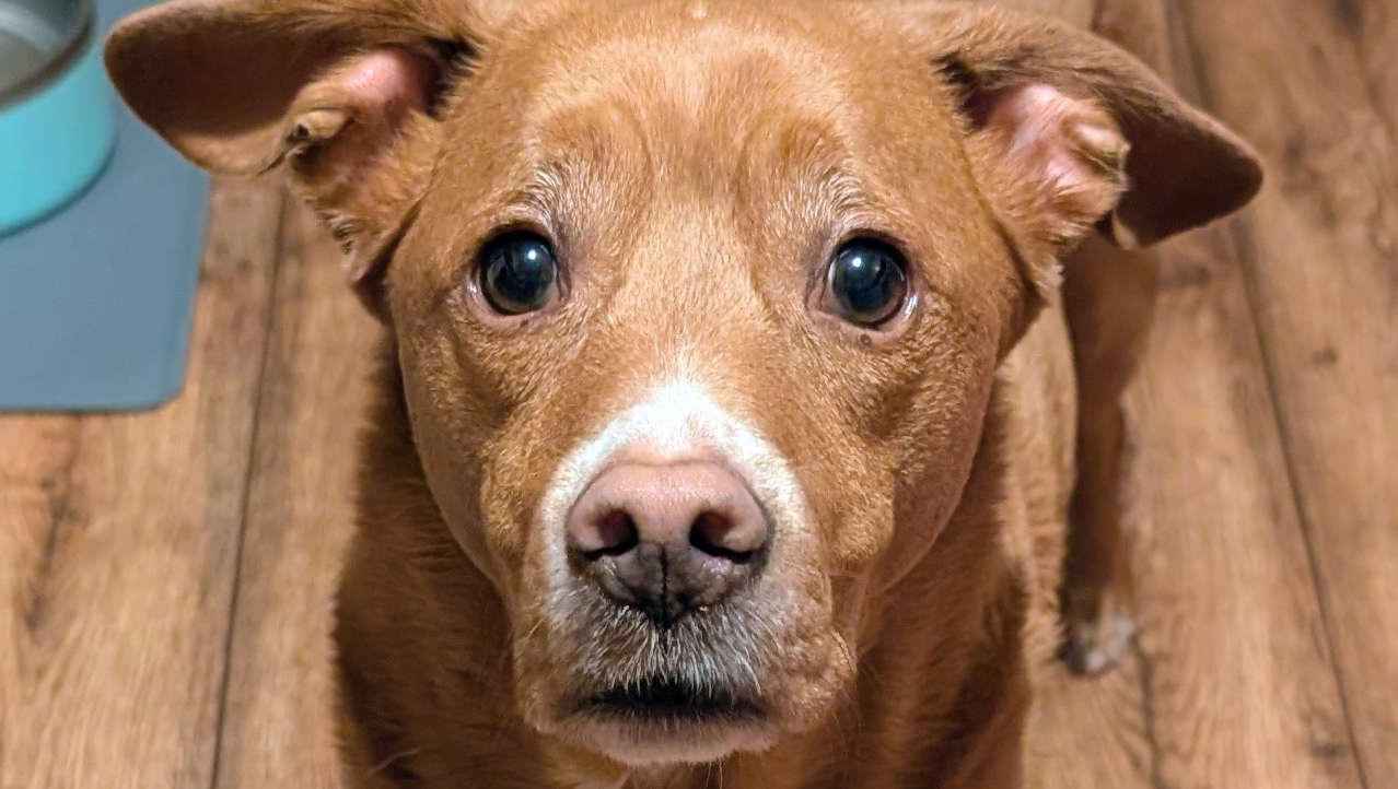 Support Lucy's Urgent Medical Needs photo