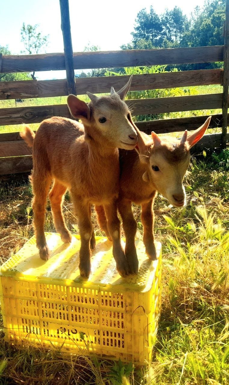 Help build the first School of Shepherds in Catalonia campaign photo, 2 of 6