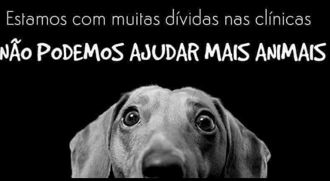 Ajuda a Alimentar Caes campaign photo, 2 of 5