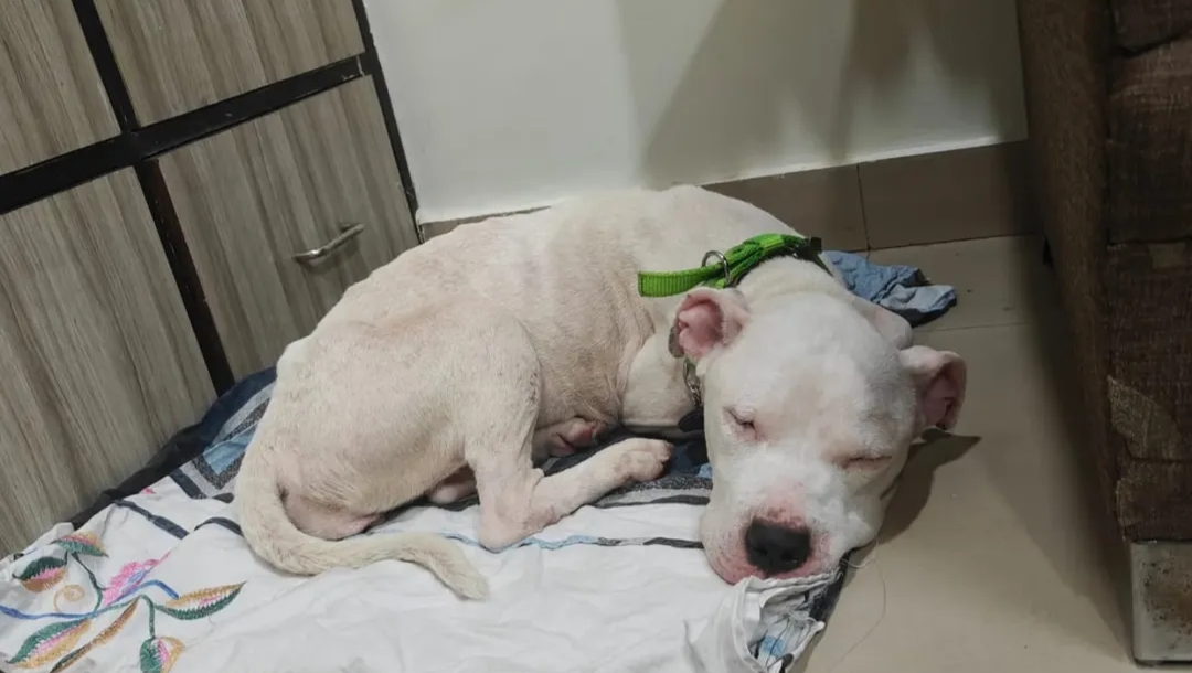 Save Dexter: Your Donation Can Make a Difference photo