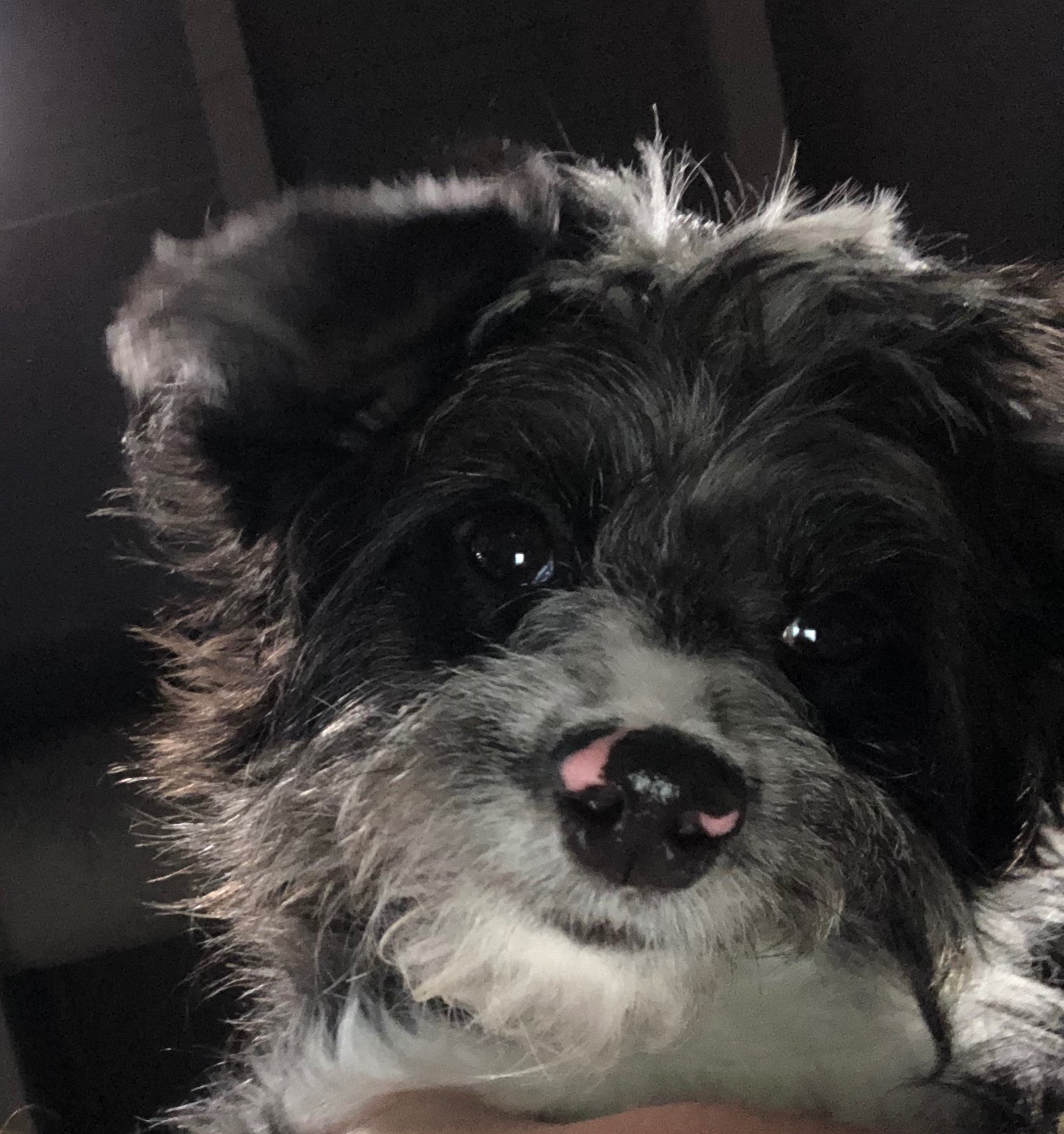 Help Roo See Again: Support Her Cataract Surgery campaign photo, 7 of 8