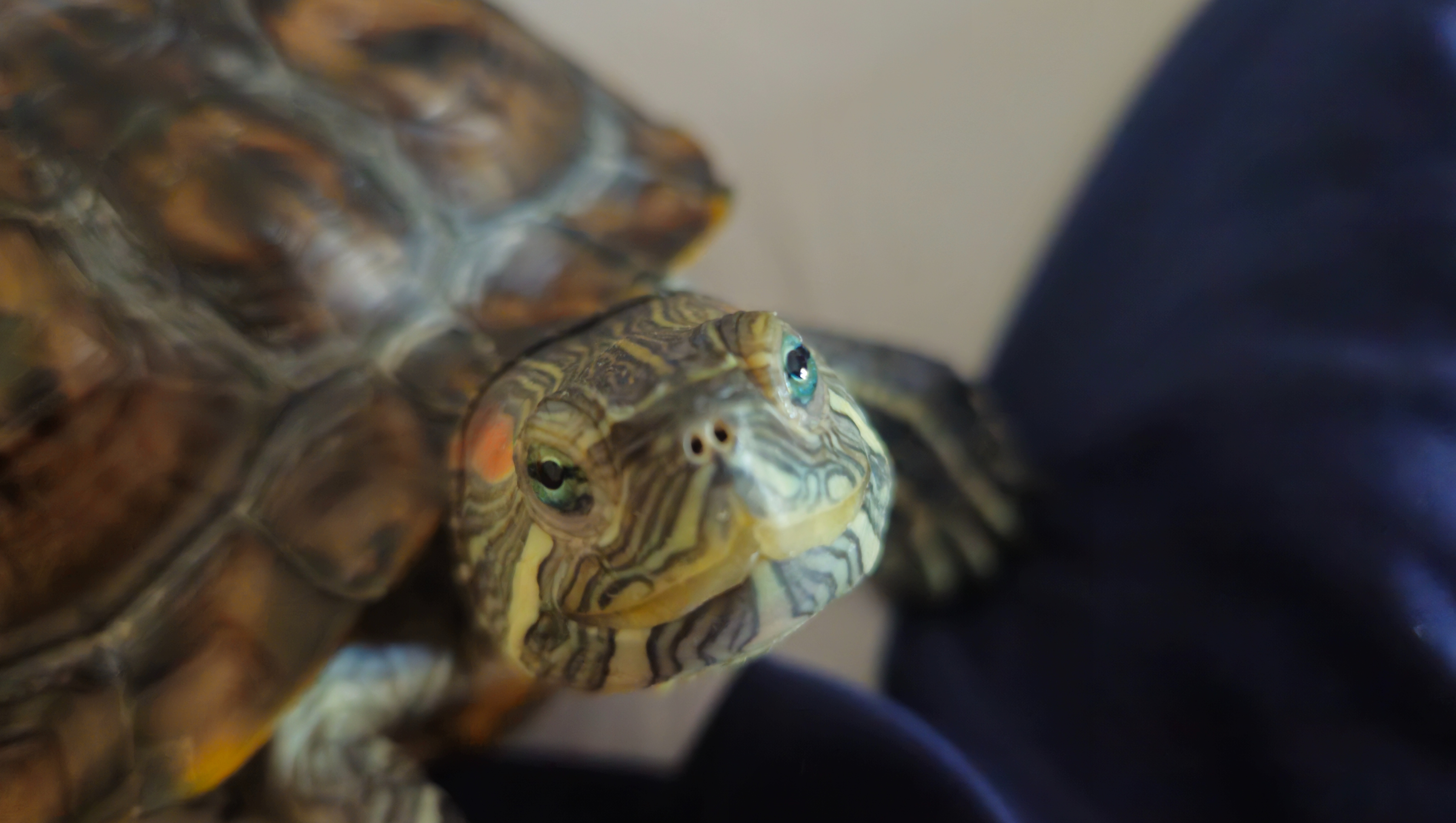 Help Tigger Get Essential Supplies photo