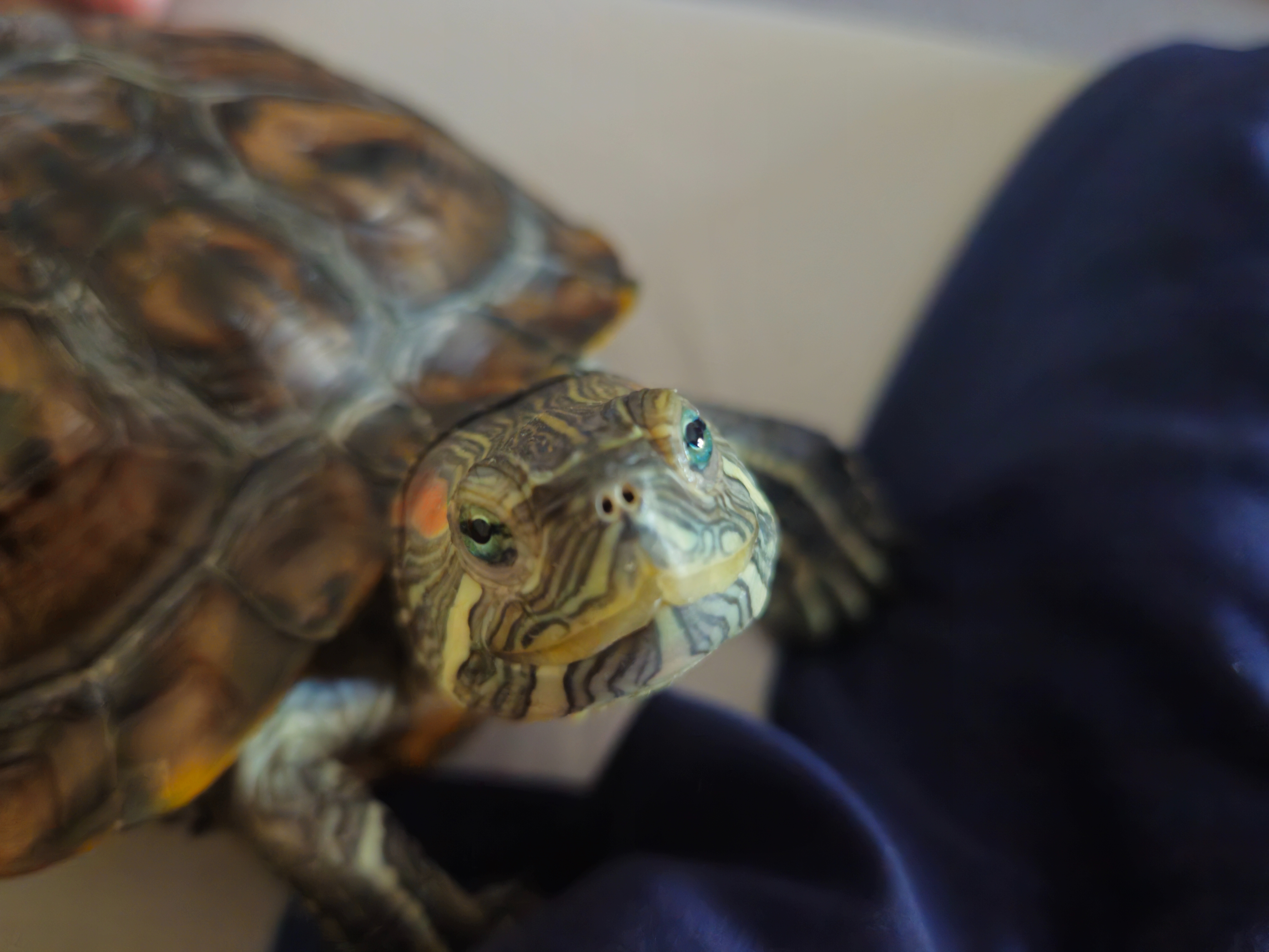 Help Tigger Get Essential Supplies campaign photo, 4 of 7