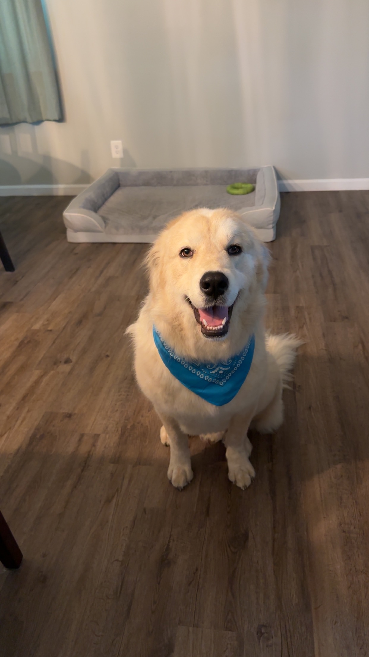 Help Frankie Heal: A Second Chance for a Gentle Giant campaign photo, 7 of 8
