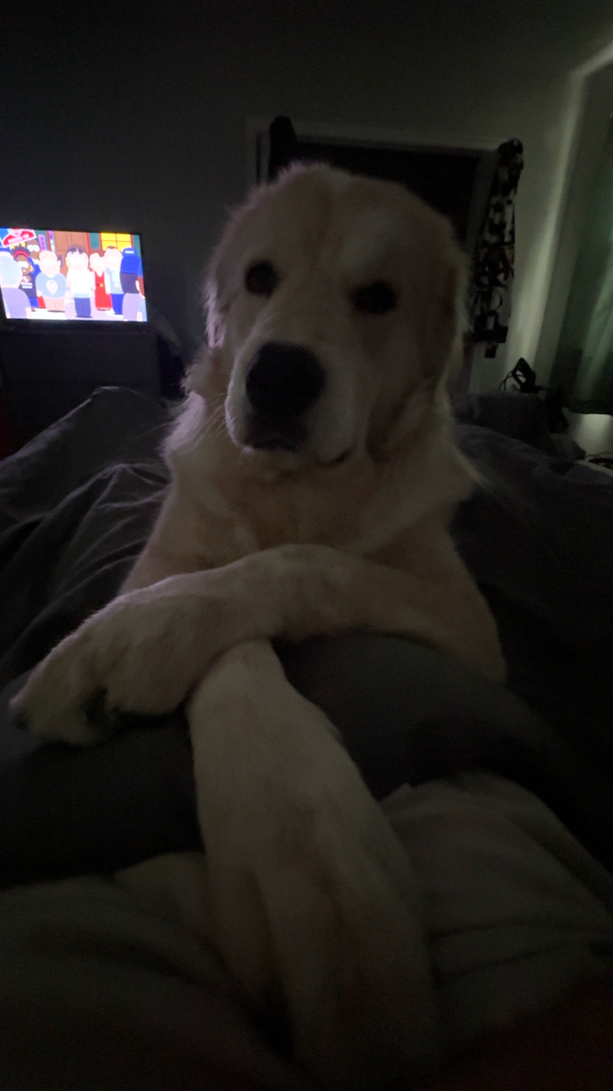 Help Frankie Heal: A Second Chance for a Gentle Giant campaign photo, 4 of 8