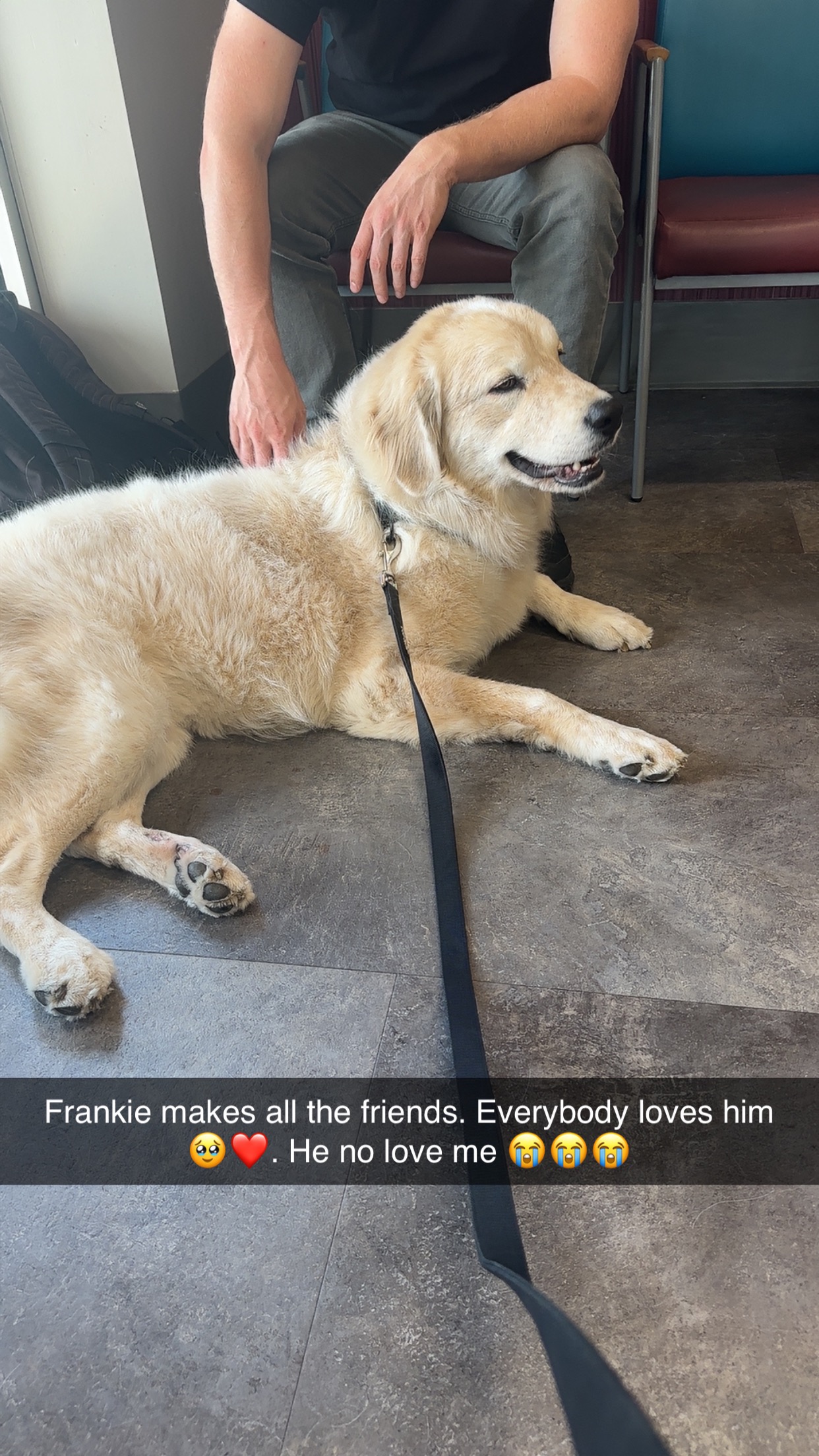 Help Frankie Heal: A Second Chance for a Gentle Giant campaign photo, 6 of 8