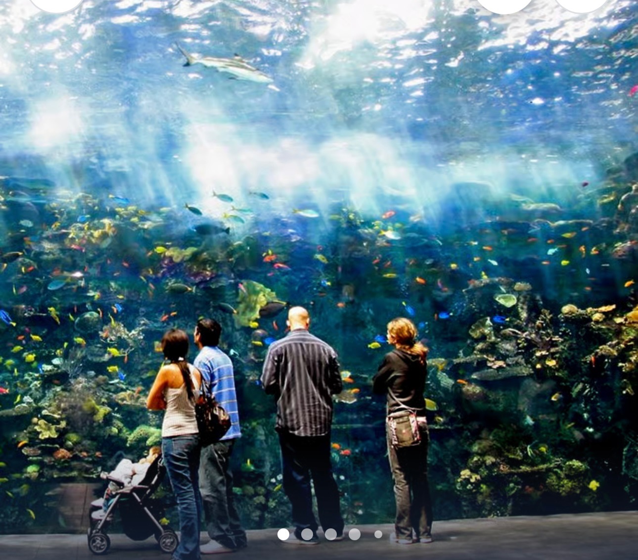Support Michele's 4th Grade Aquarium Trip campaign photo, 2 of 4