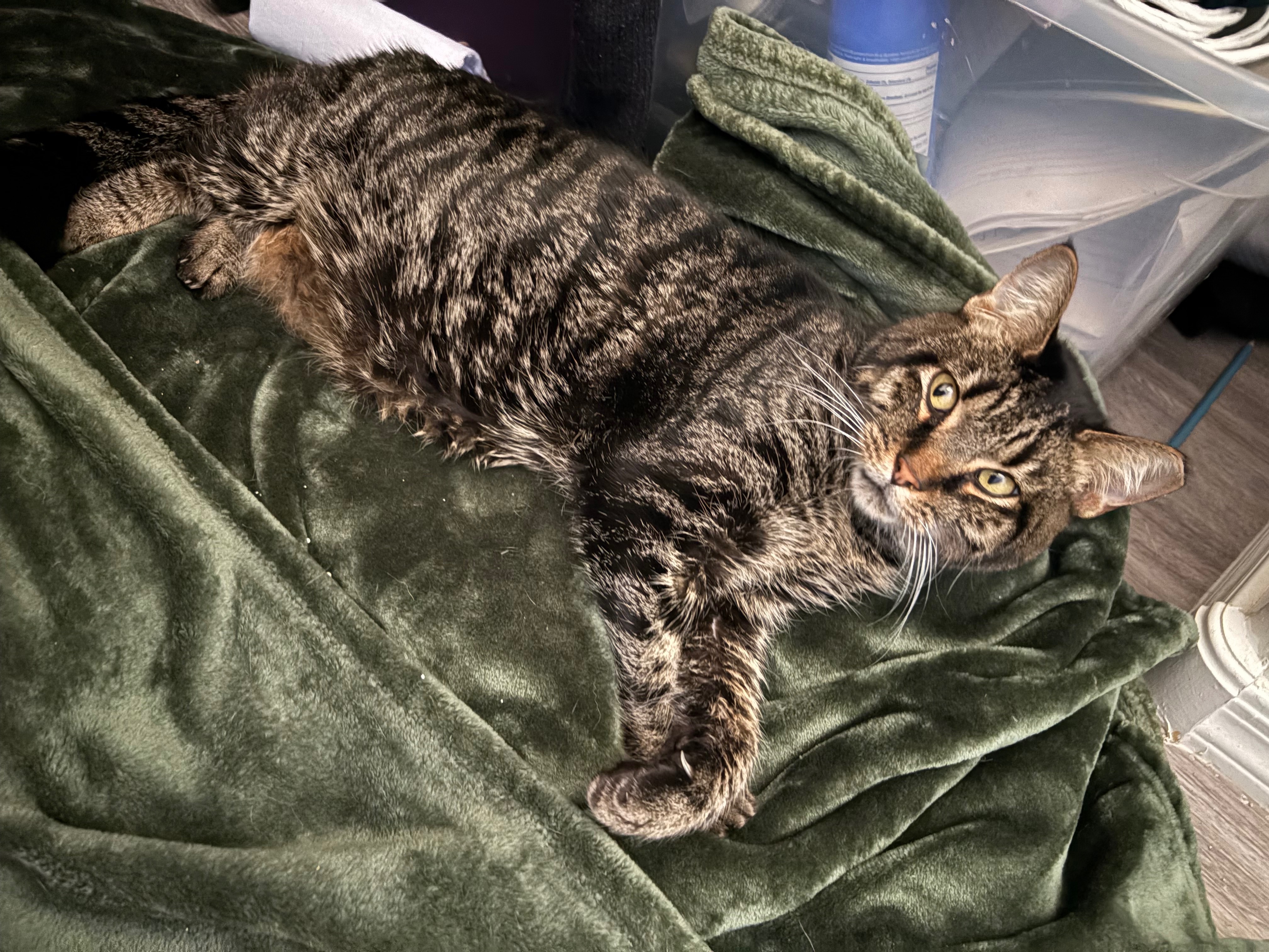Emergency Care for Simba's Heart and Health campaign photo, 2 of 5